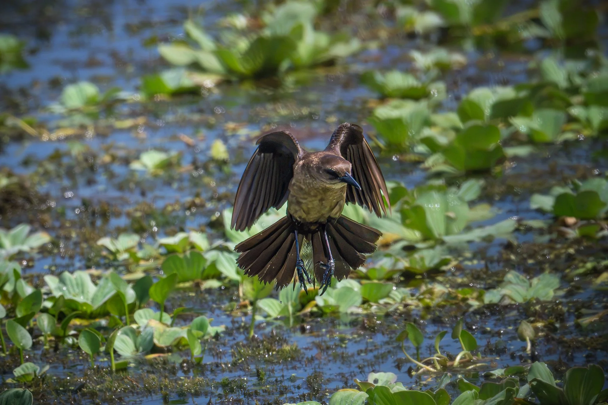 Boat-Tailed Grackle