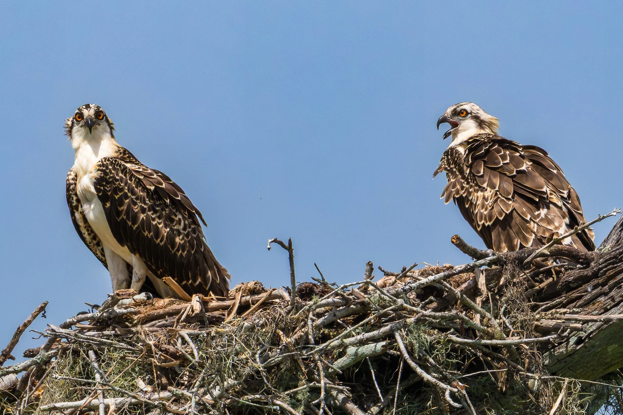 American Osprey