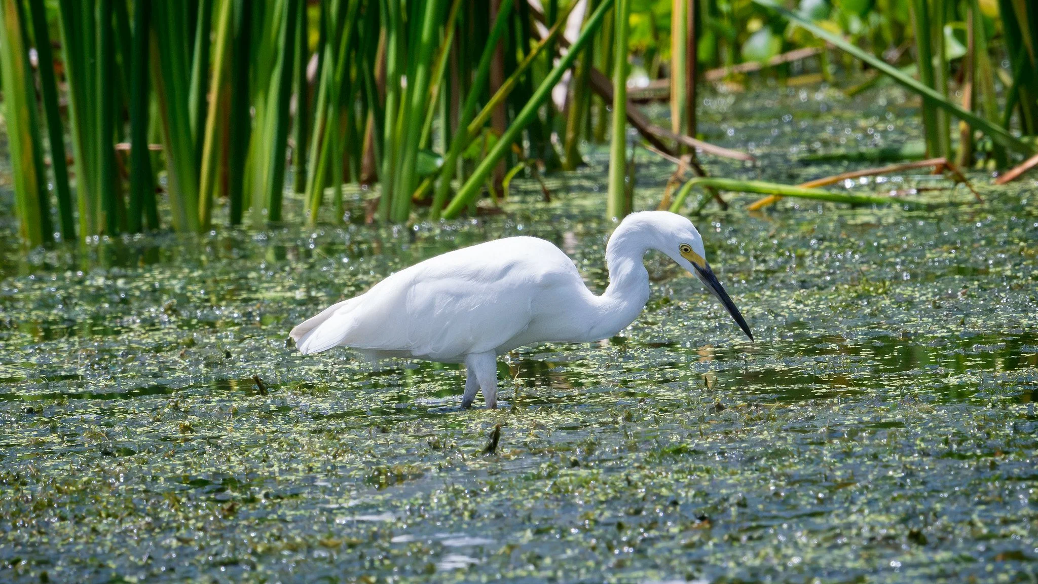 Snowy Egret