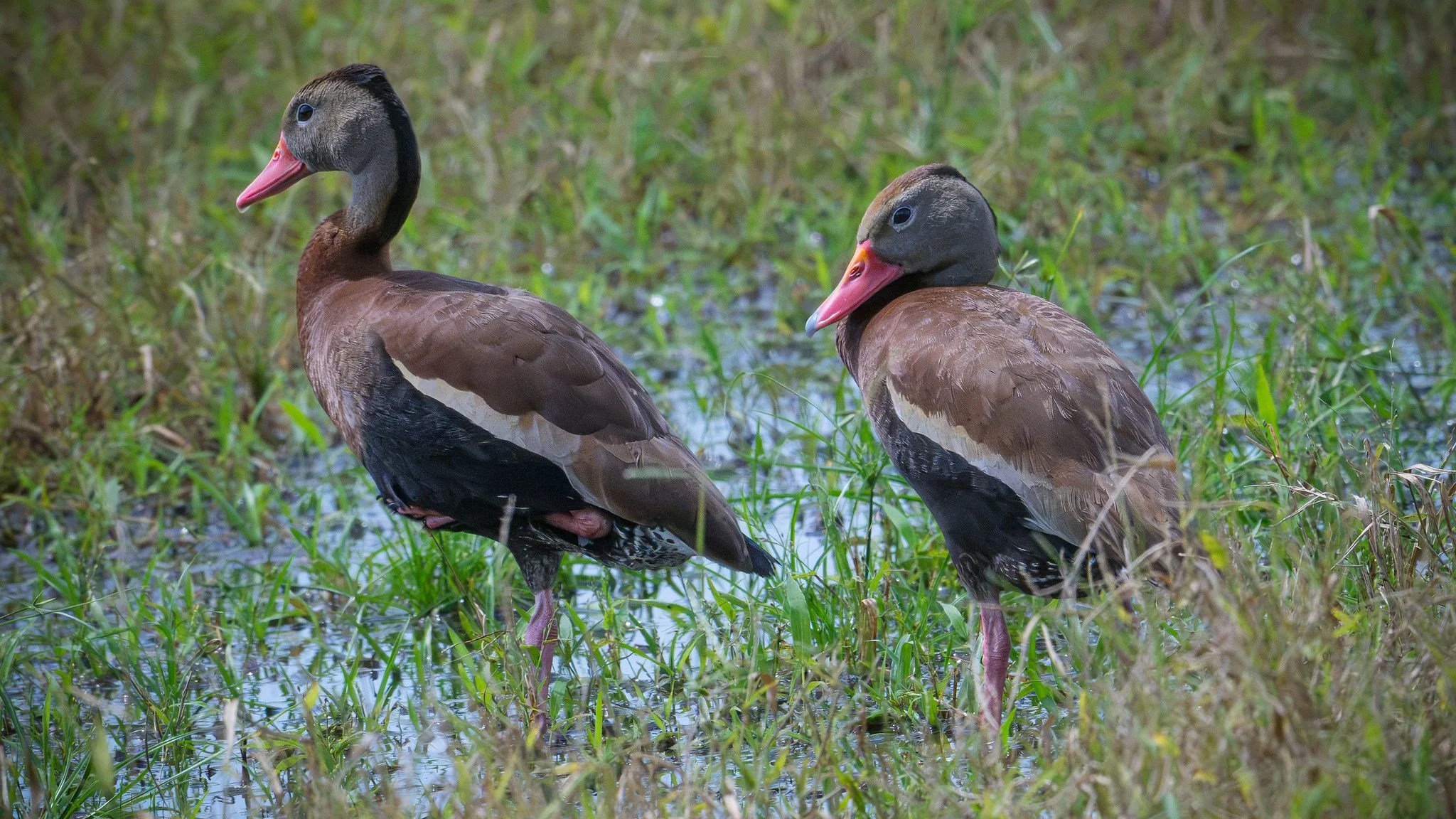 Black-bellied Whistling Duck