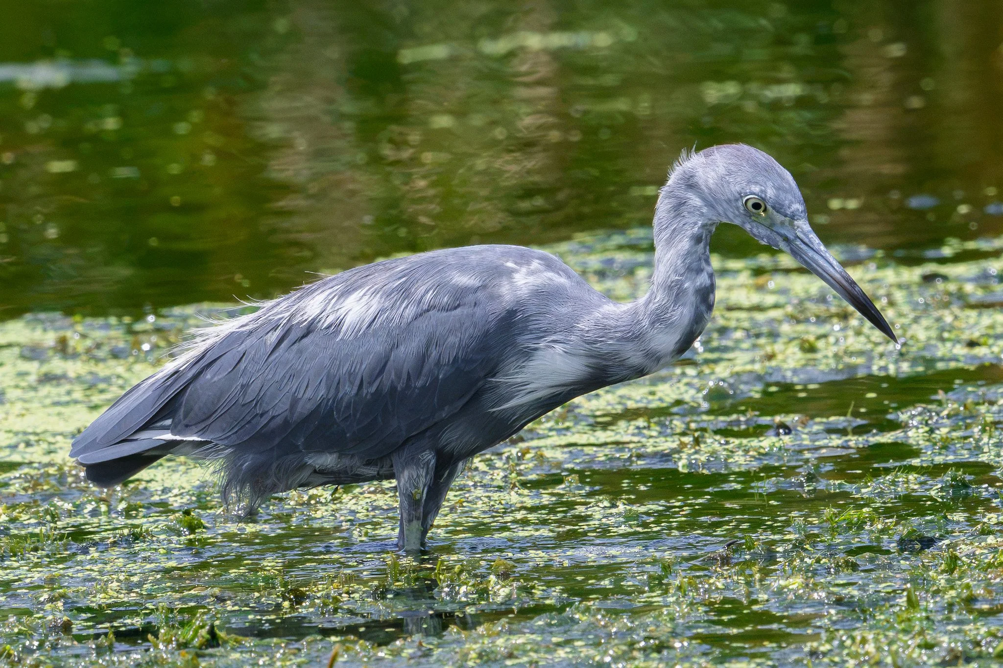 Little Blue Heron