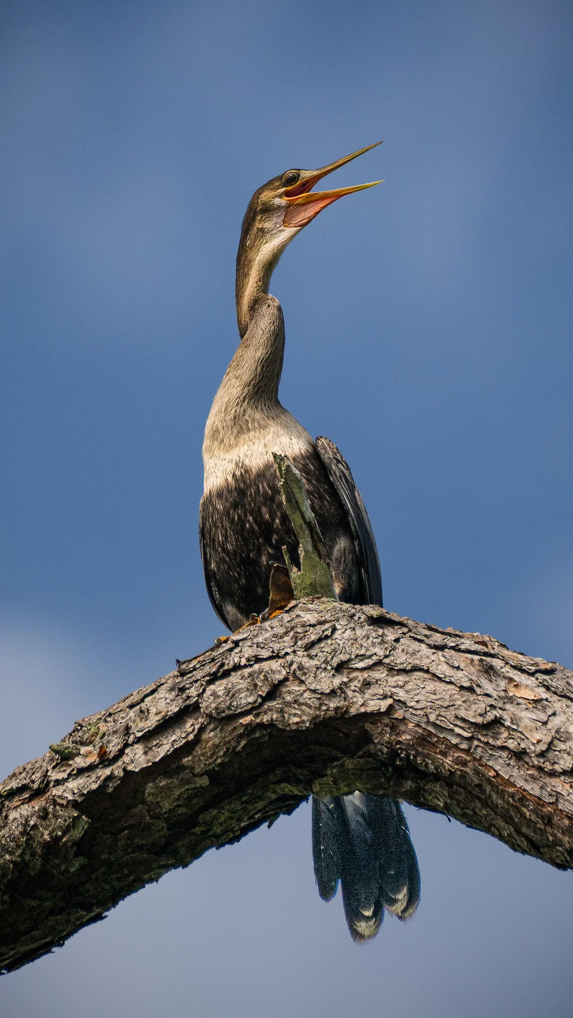 North American Anhinga