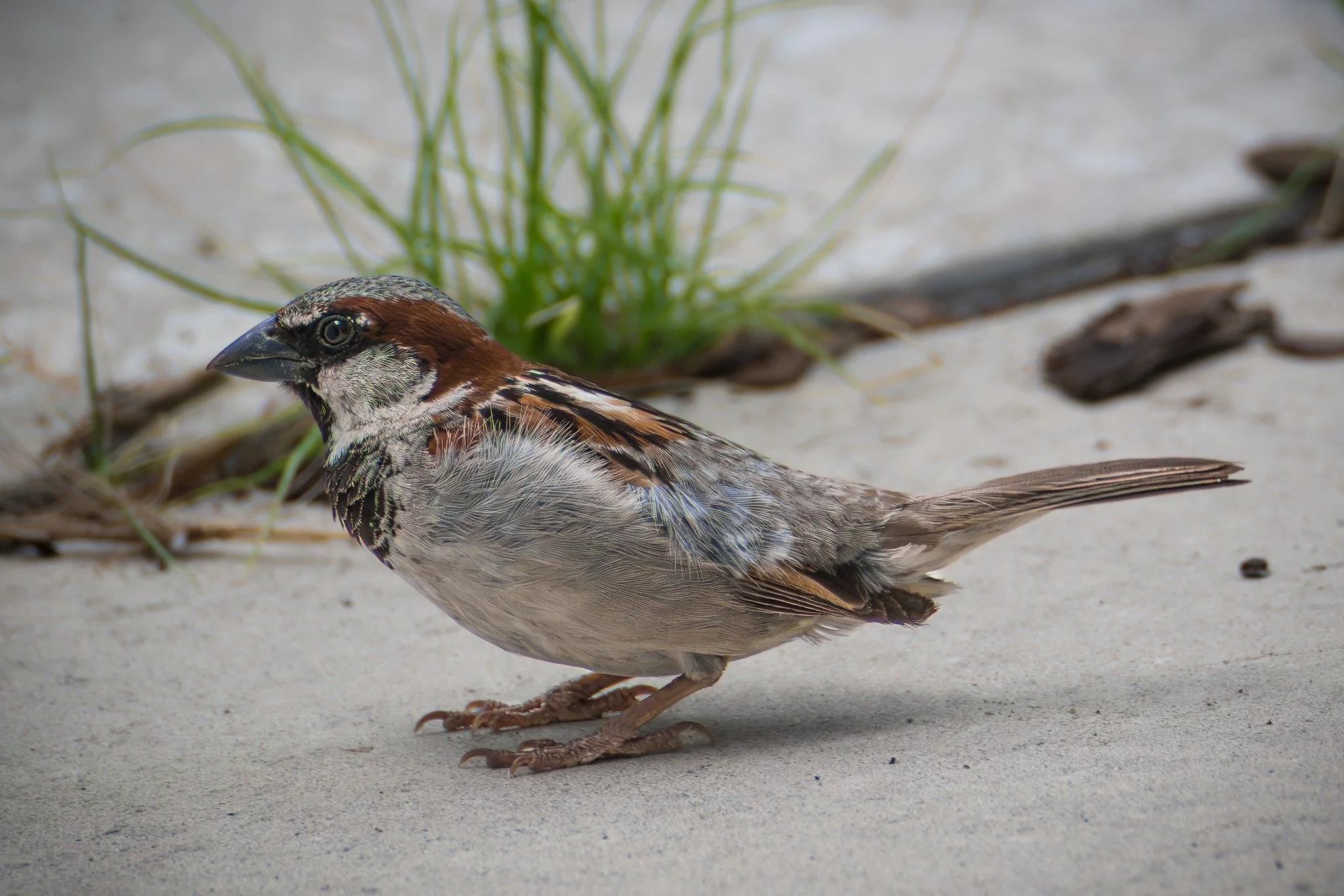 House Sparrow