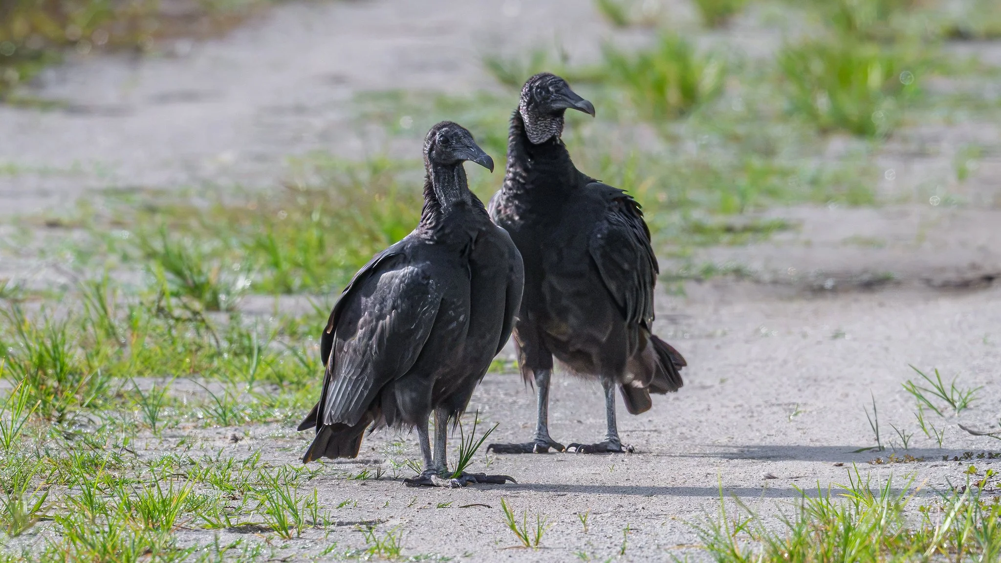 Black Vultures