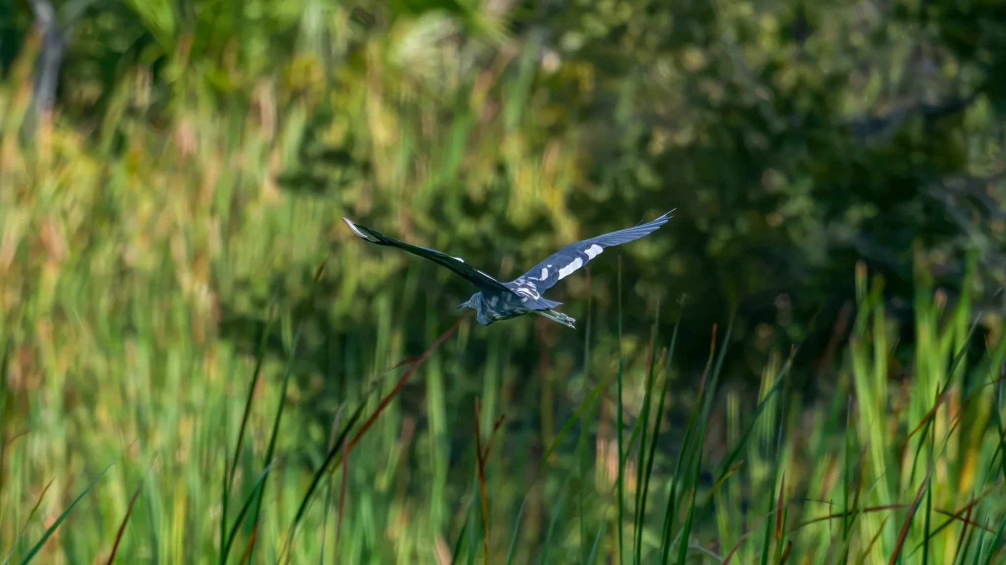 Little Blue Heron