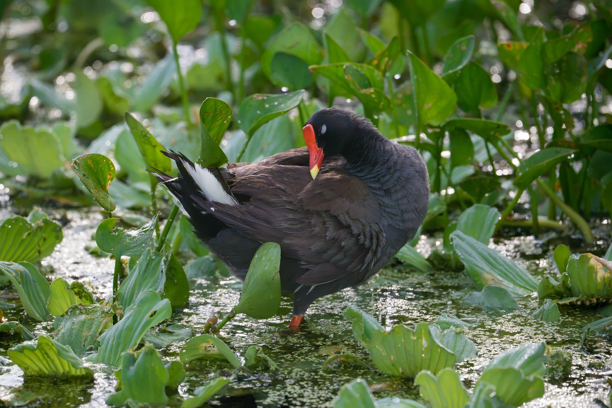 Common Gallinule