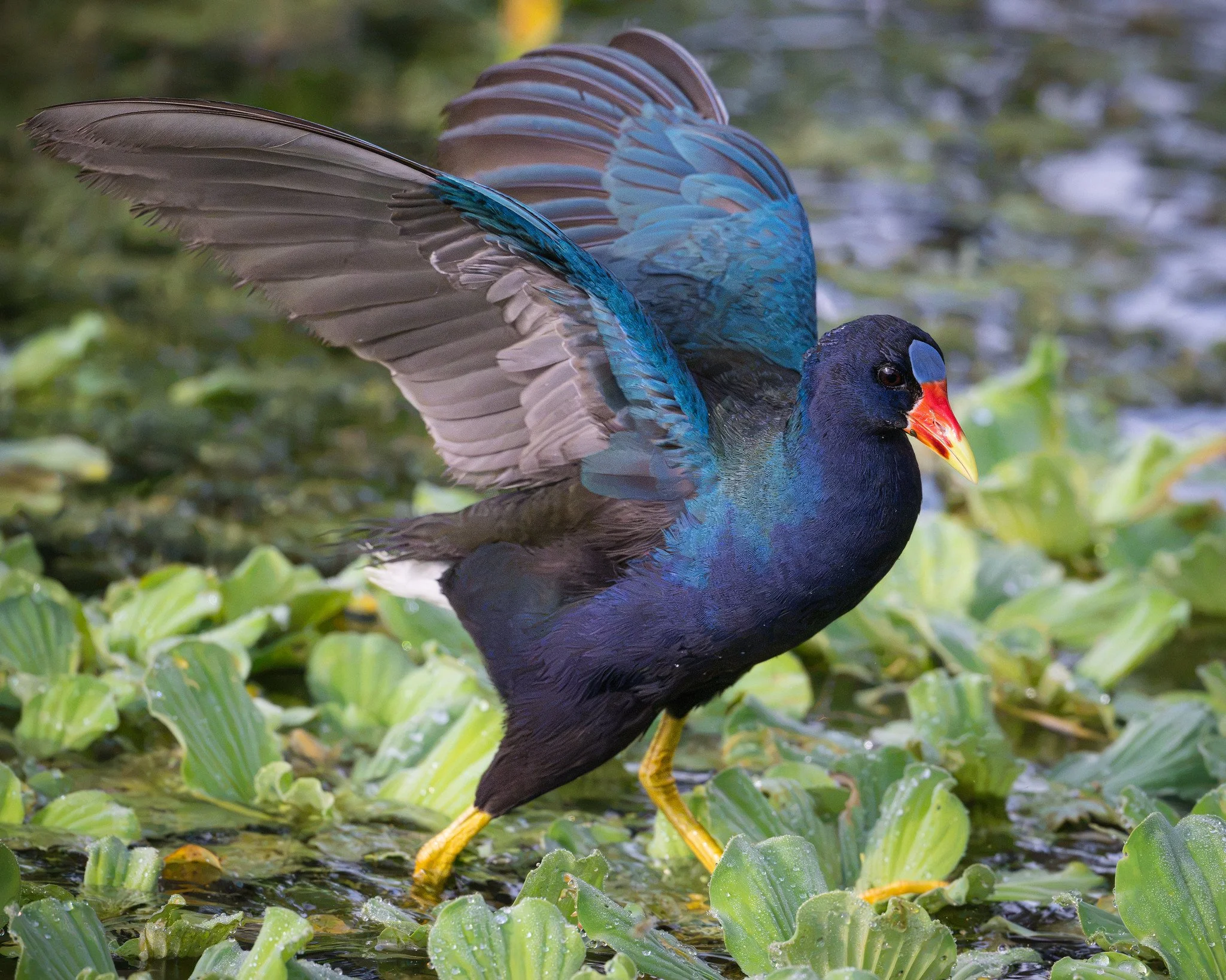 Purple Gallinule