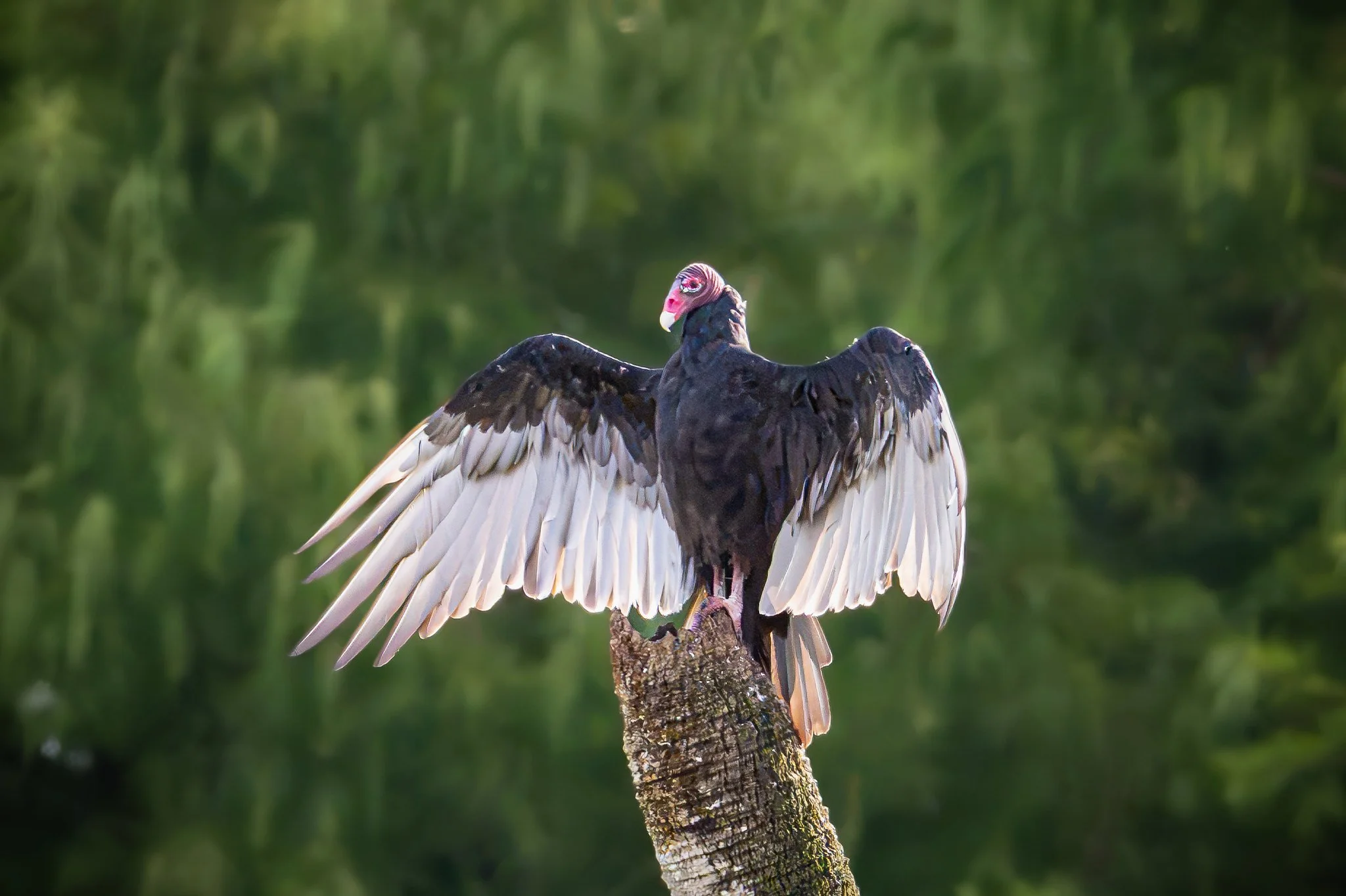 Turkey Vulture