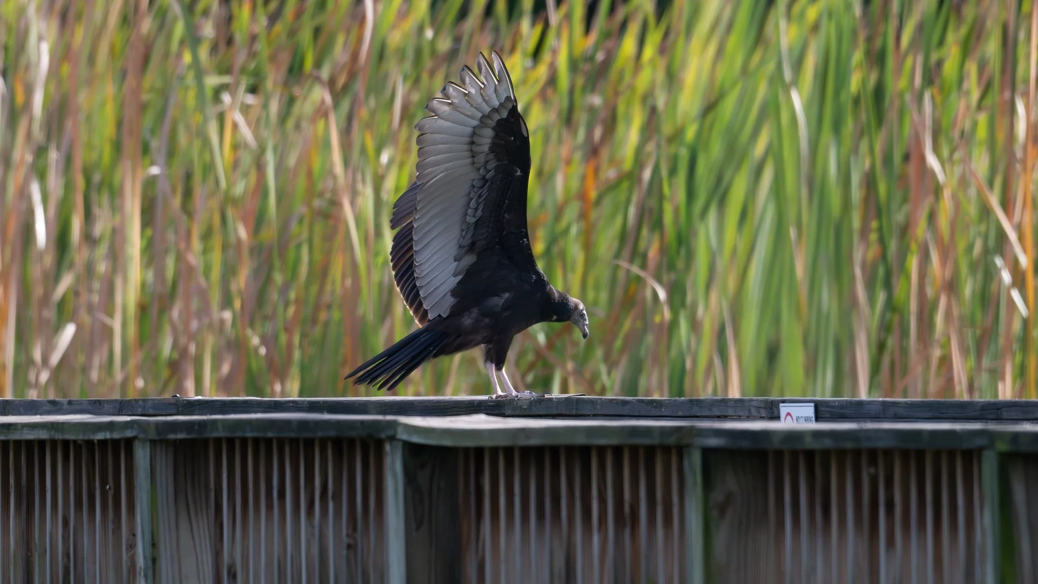 Turkey Vulture
