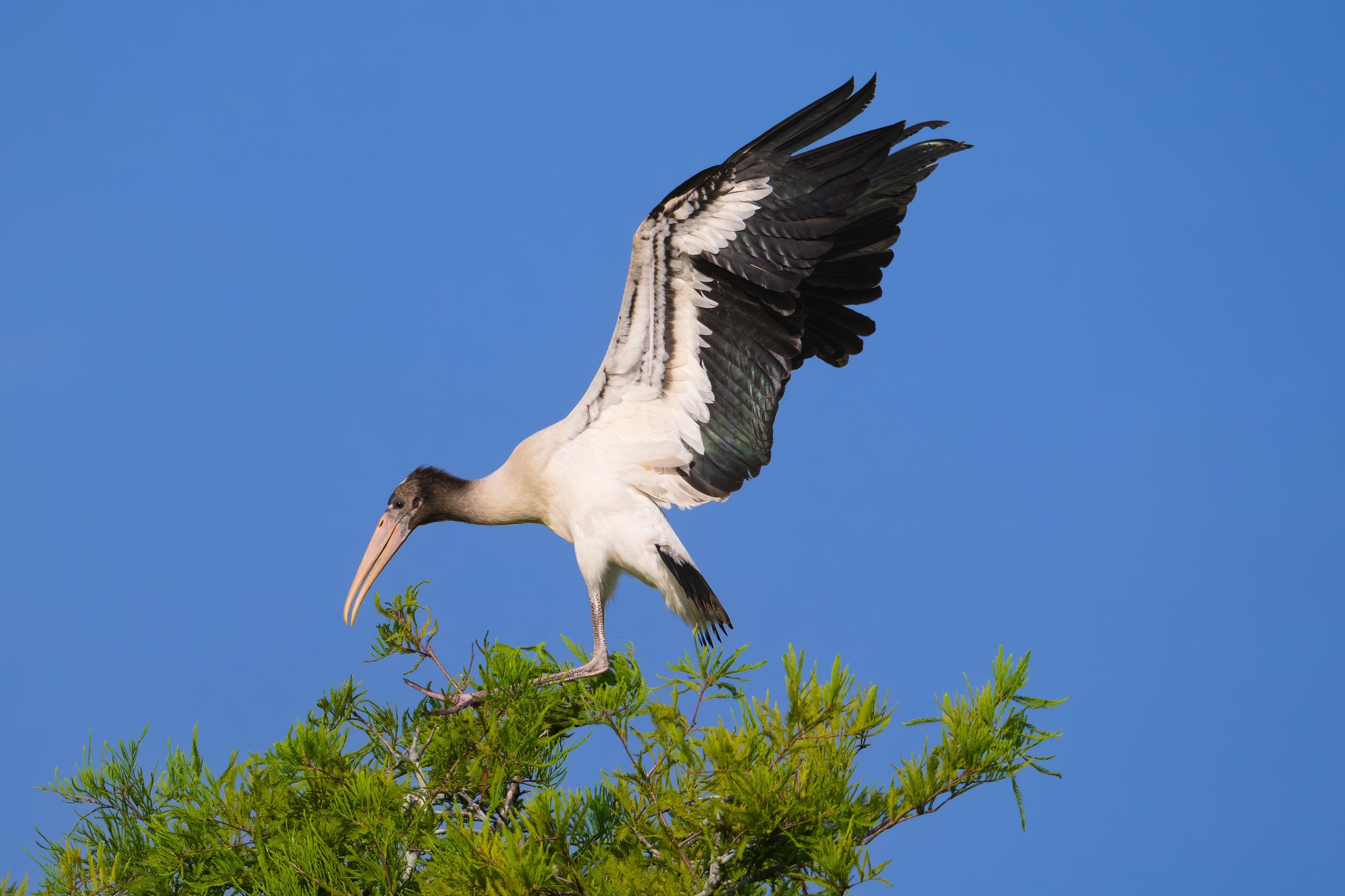 Wood Stork