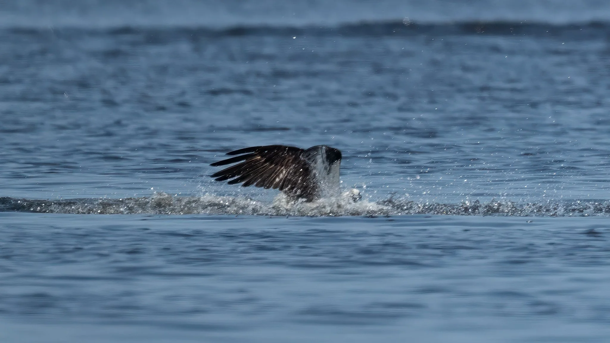 American Osprey