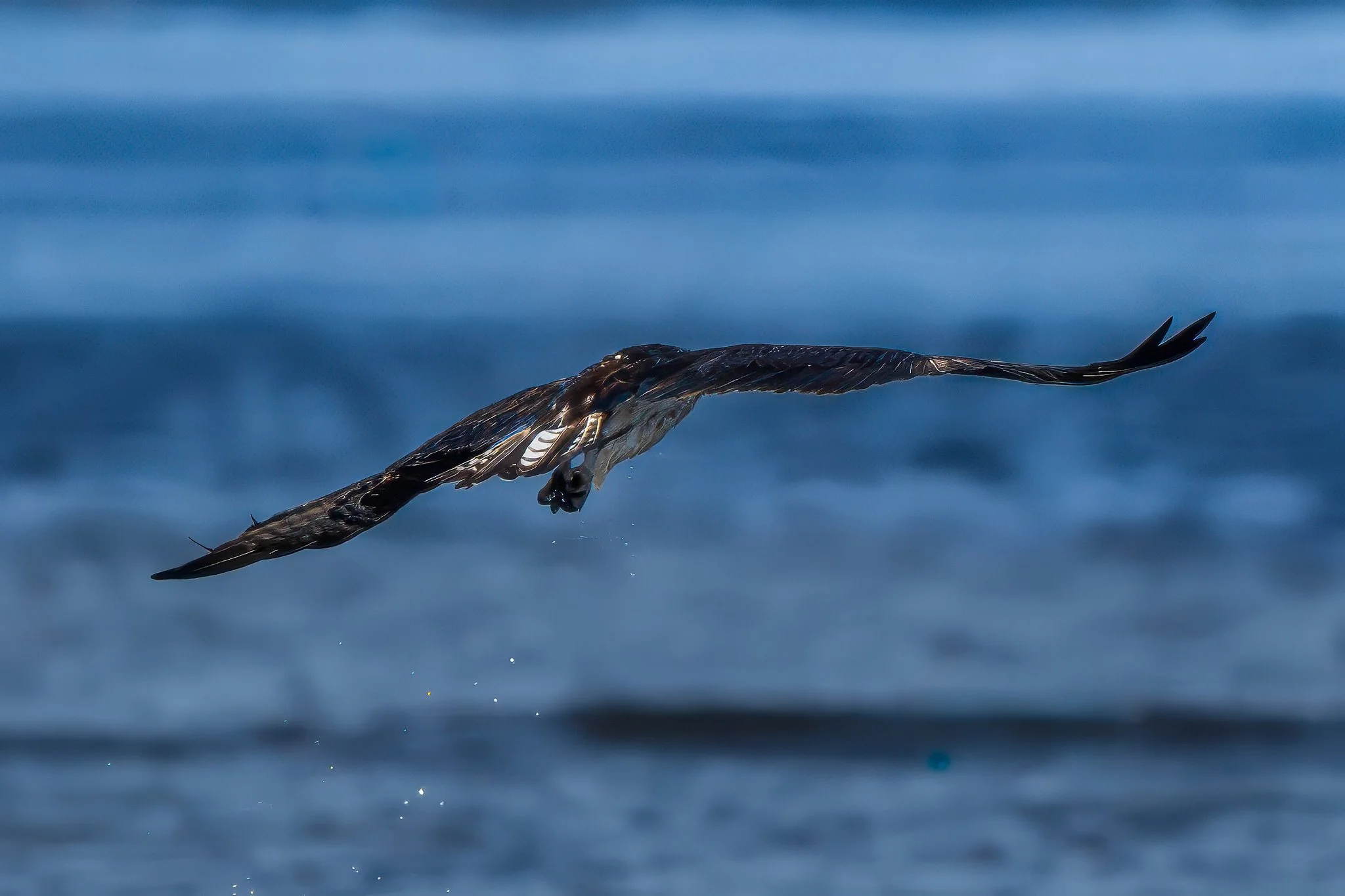 American Osprey