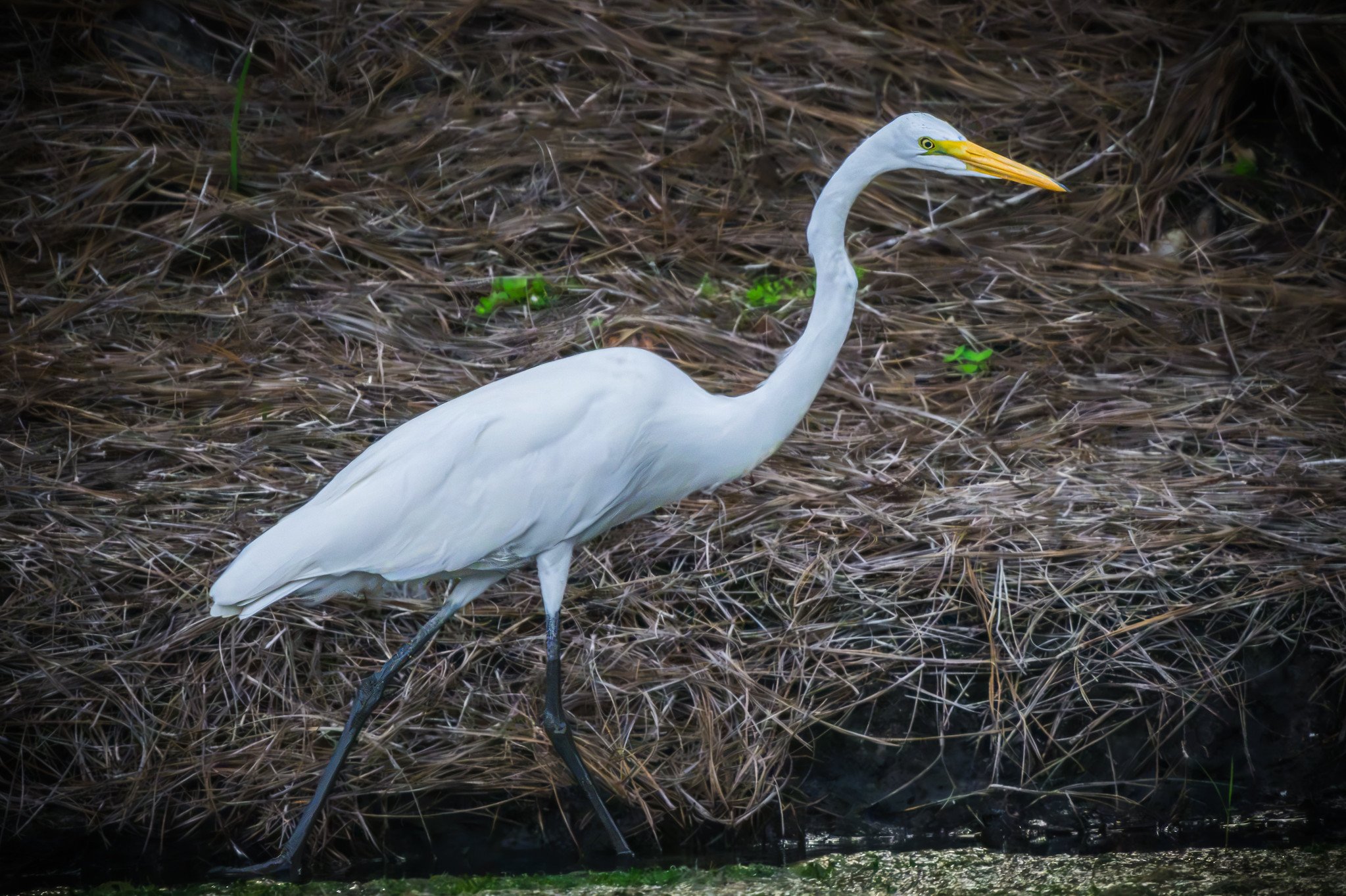 Great Egret