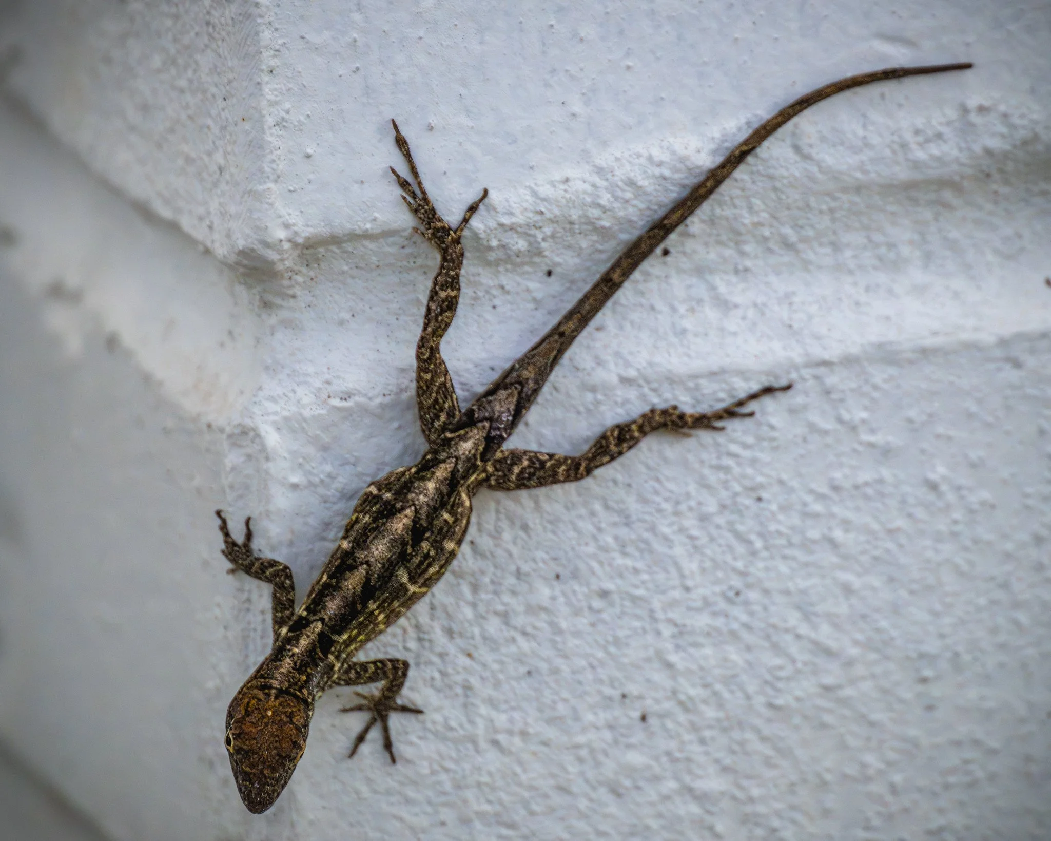 Brown Anole