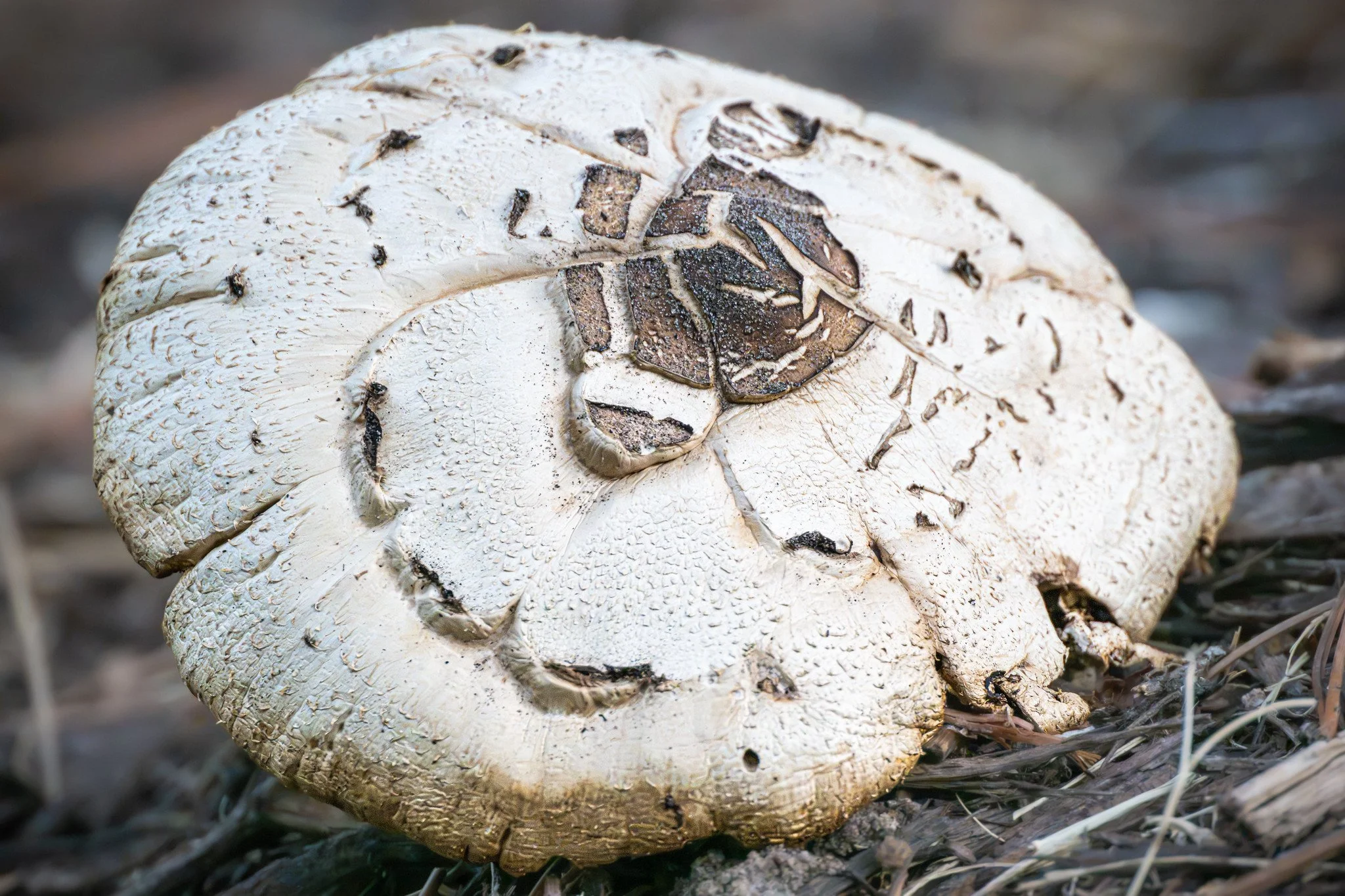Green-Spored Parasol
