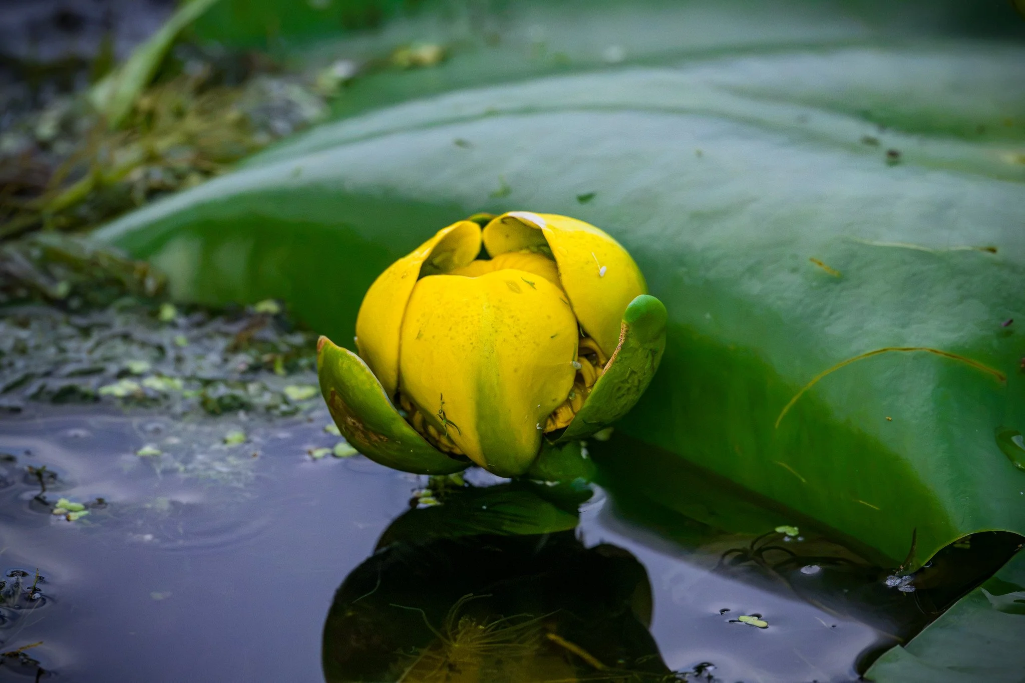 Variegated pond-lily
