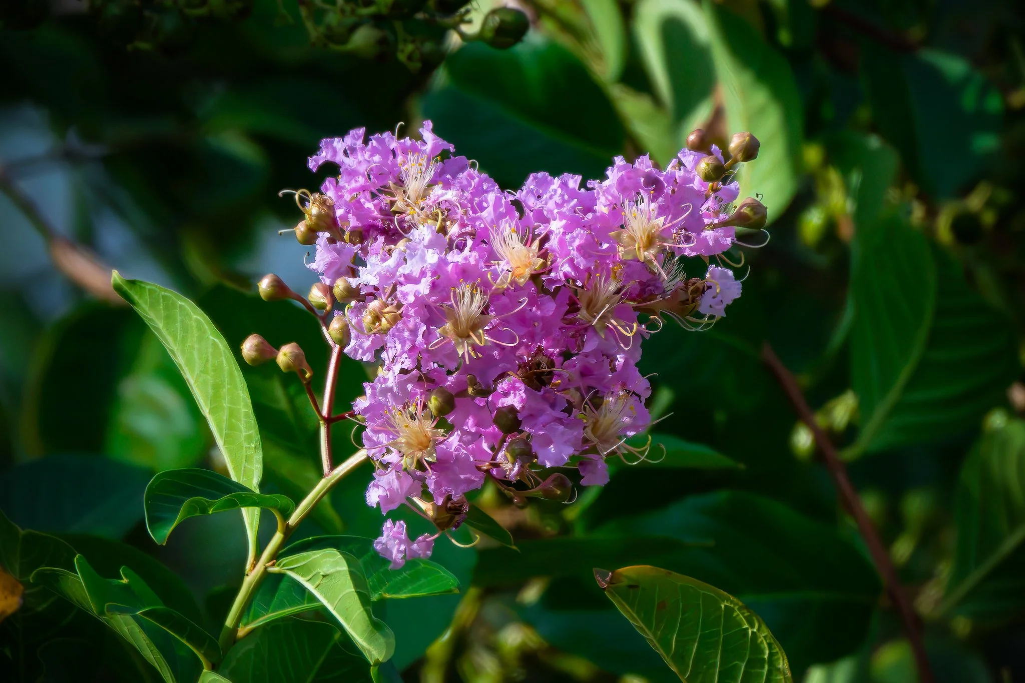 Crape Myrtle