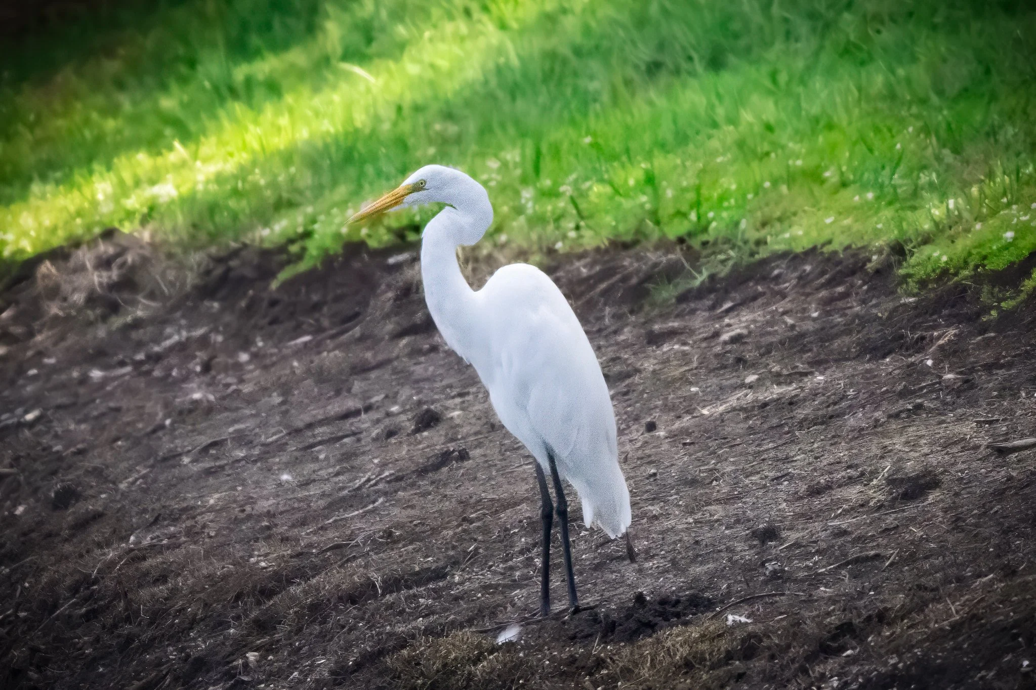 Great Egret