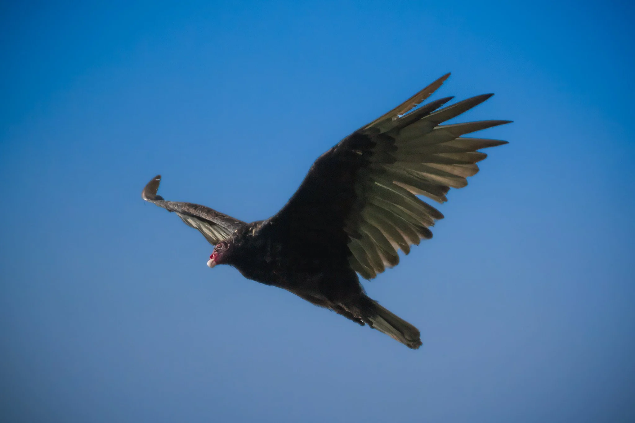 Turkey Vulture