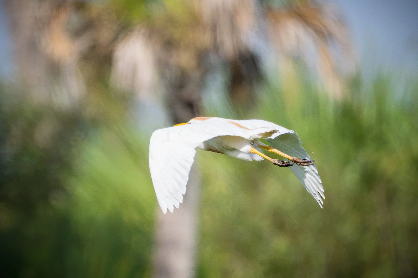 Western Cattle Egret
