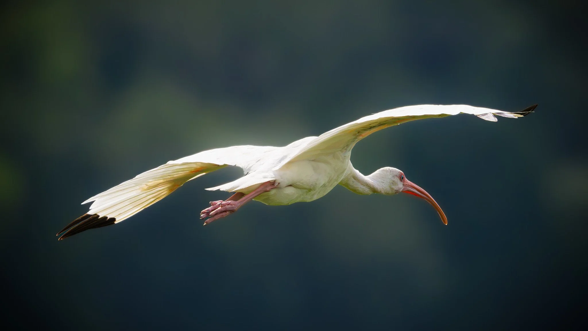 White Ibis