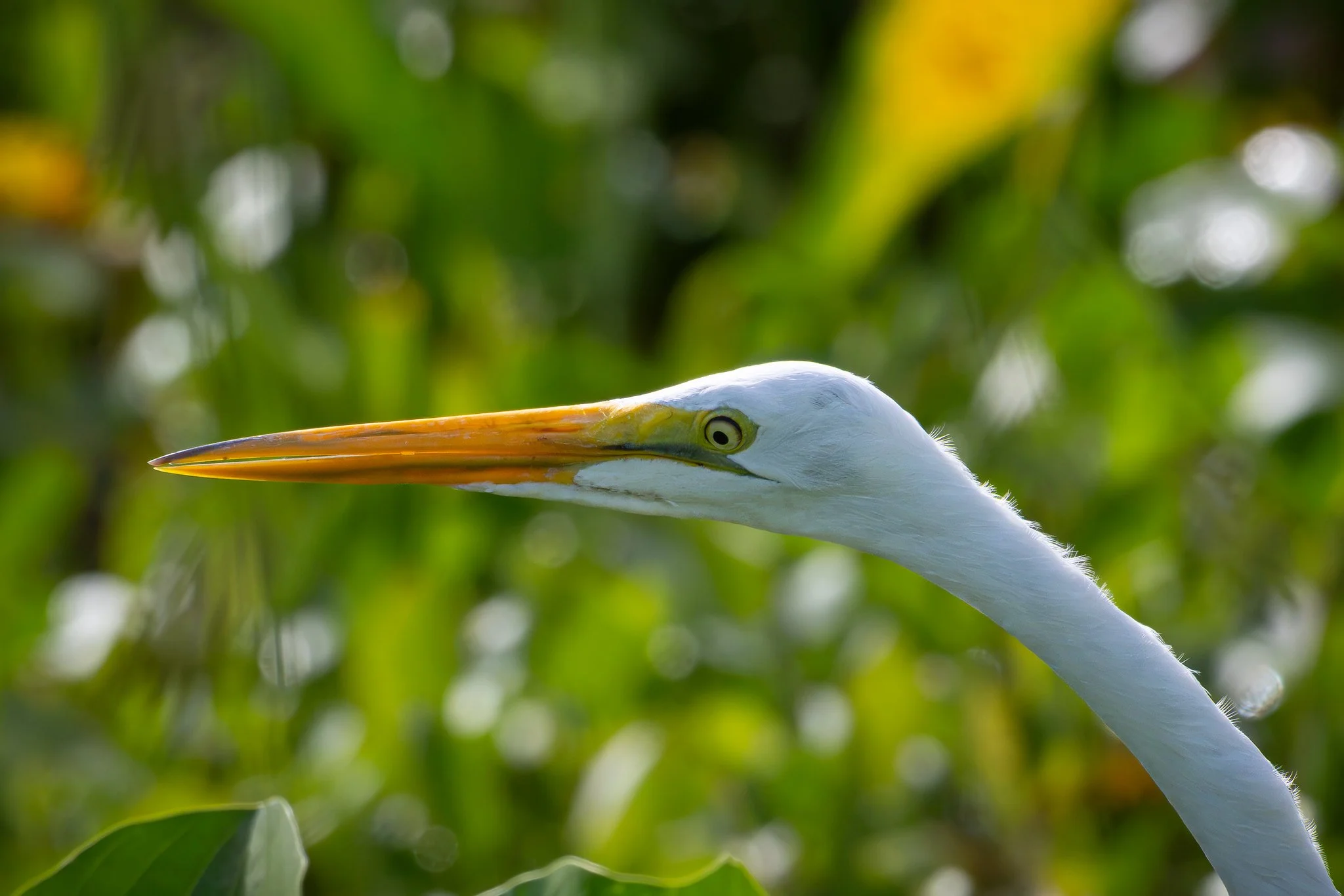 Great Egret