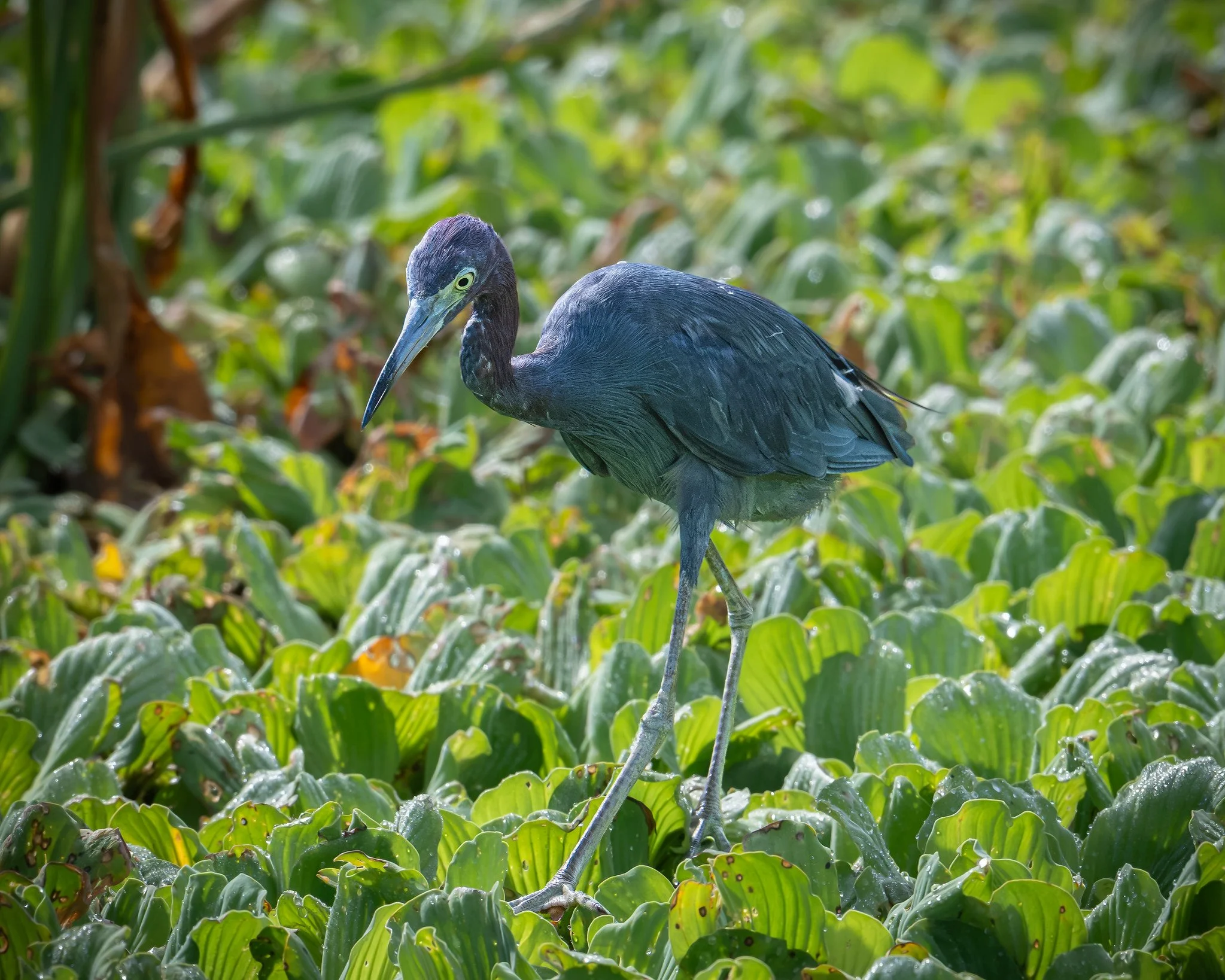 Little Blue Heron