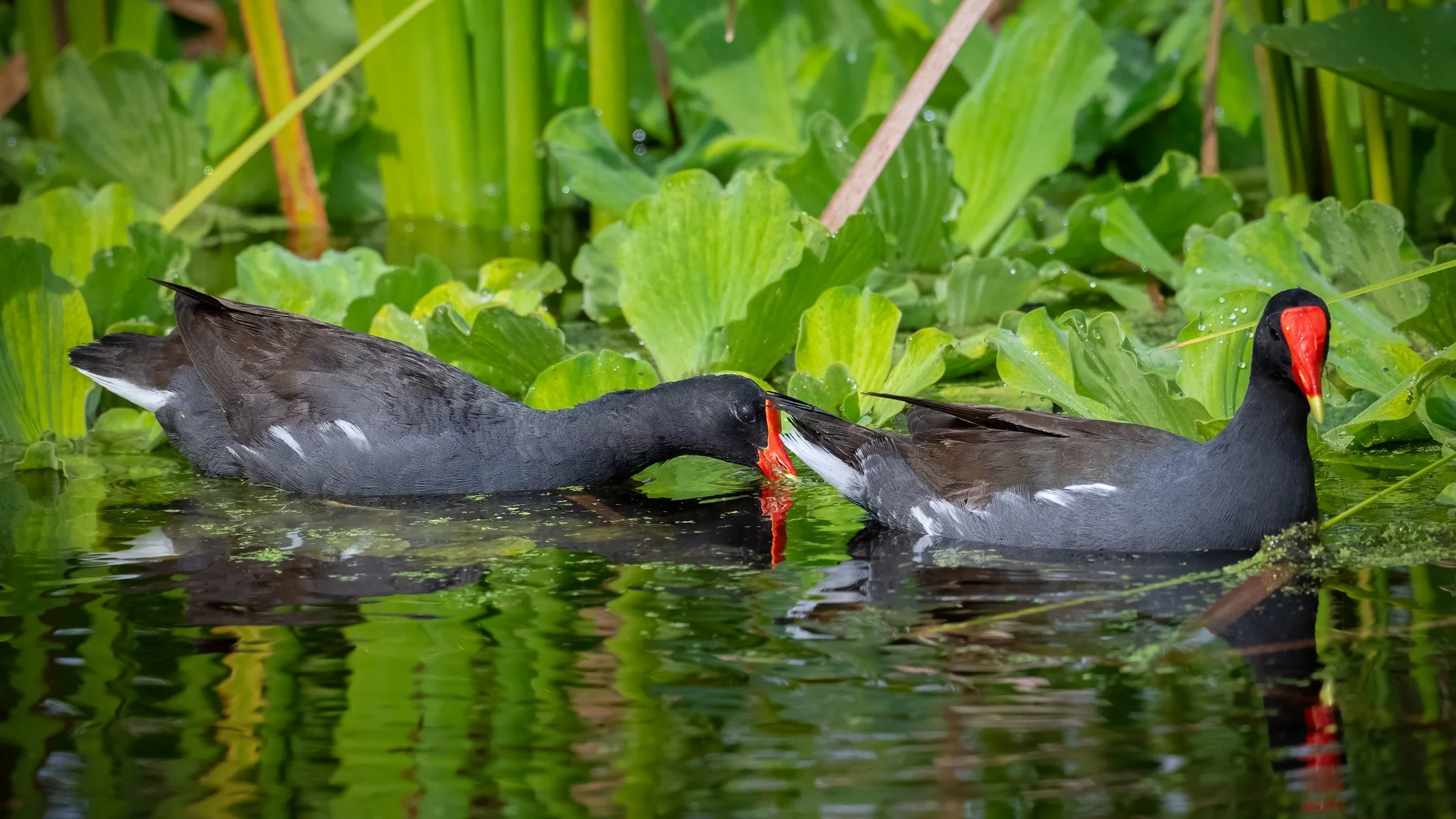 Common Gallinule