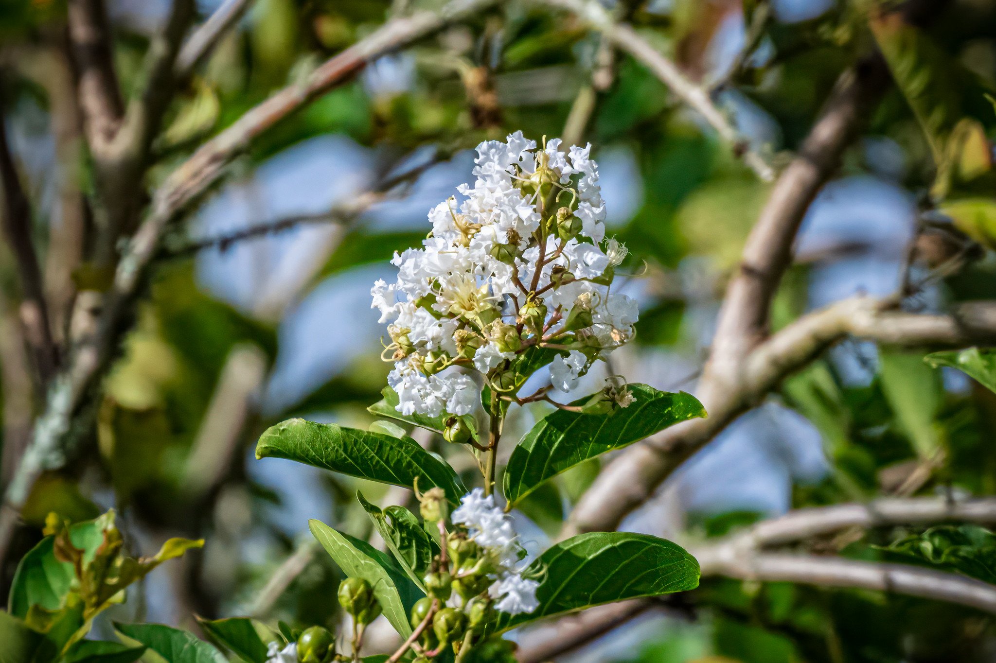 Crape Myrtle