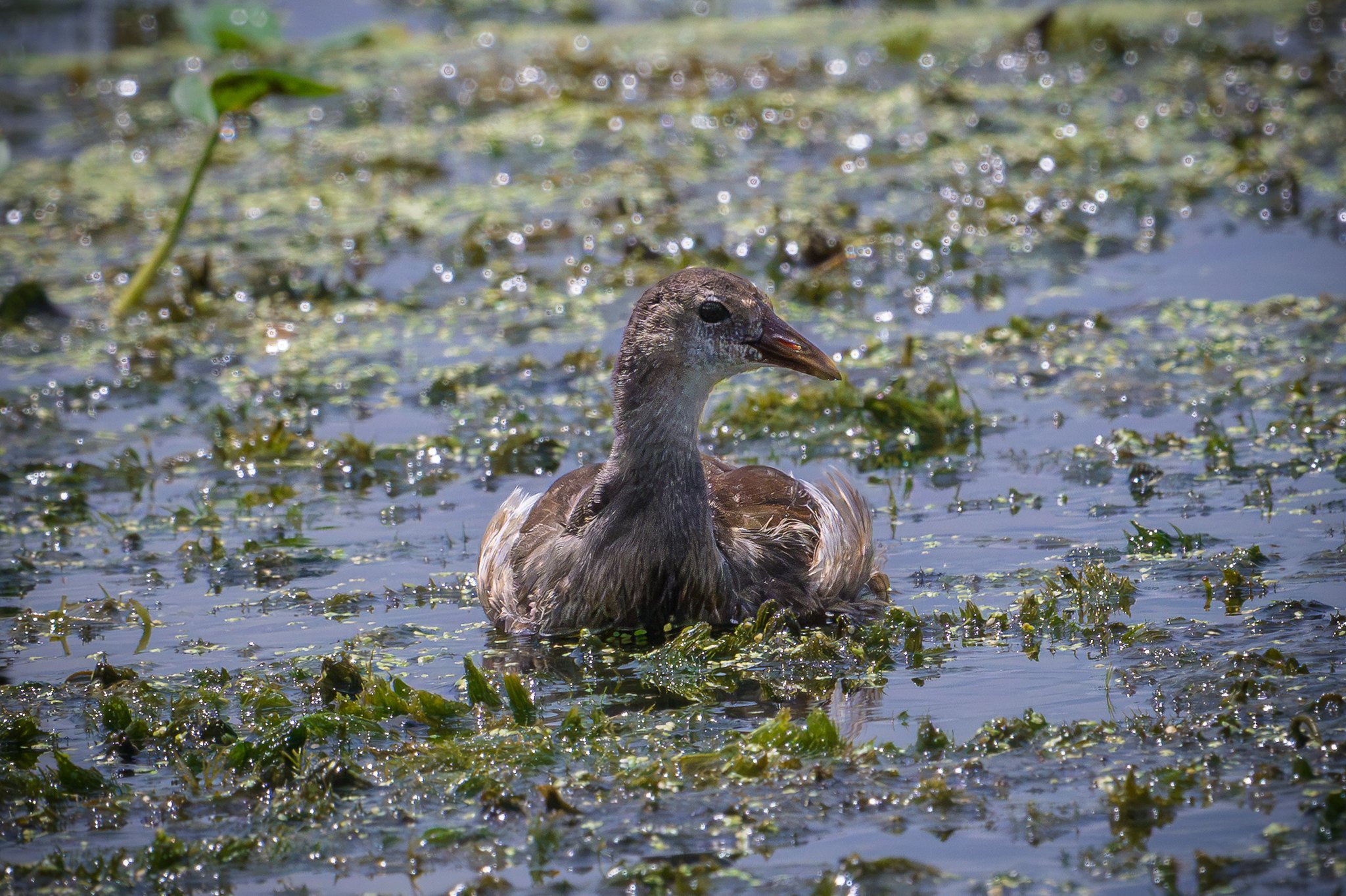 Common Gallinule