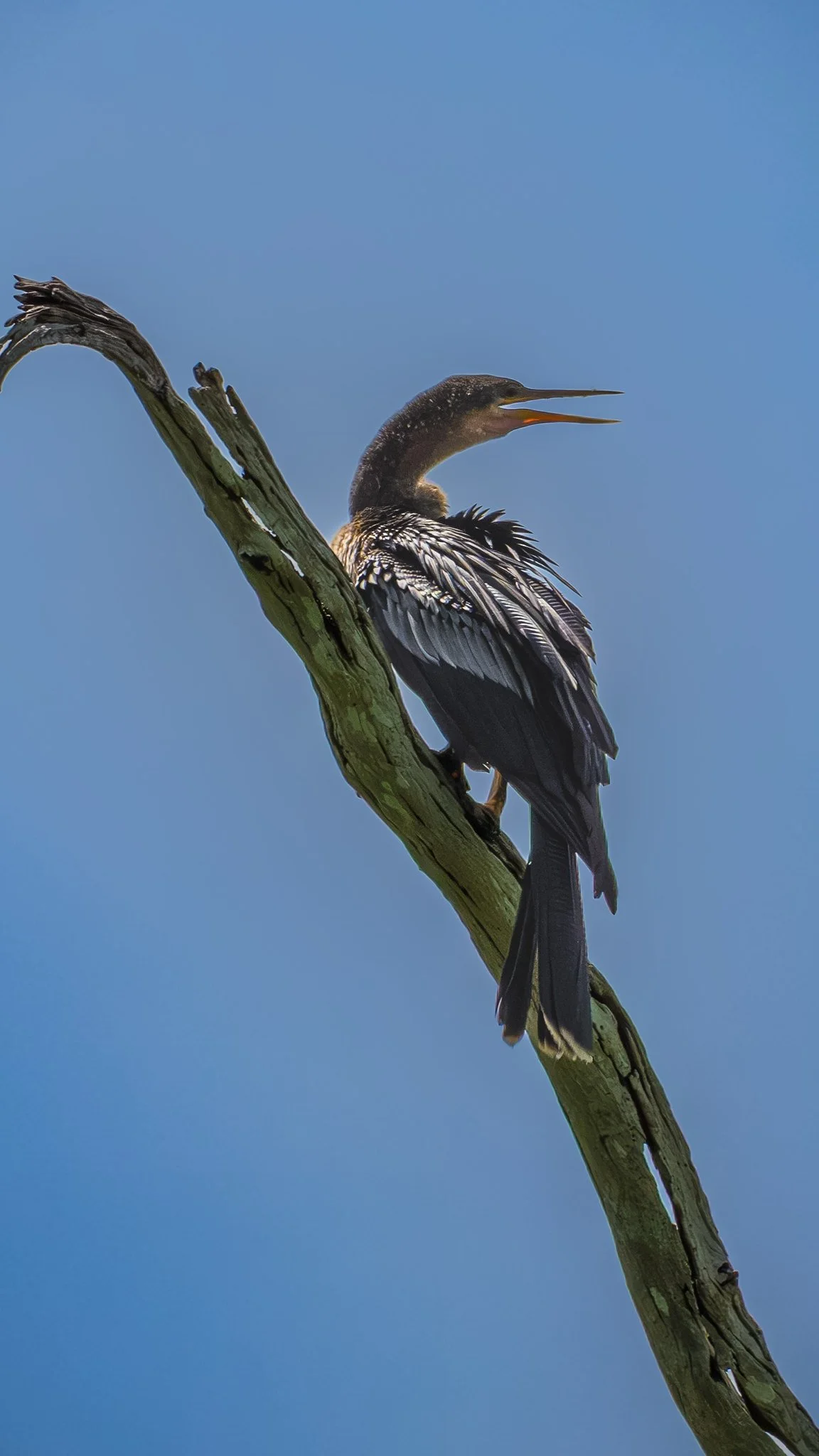 Anhinga