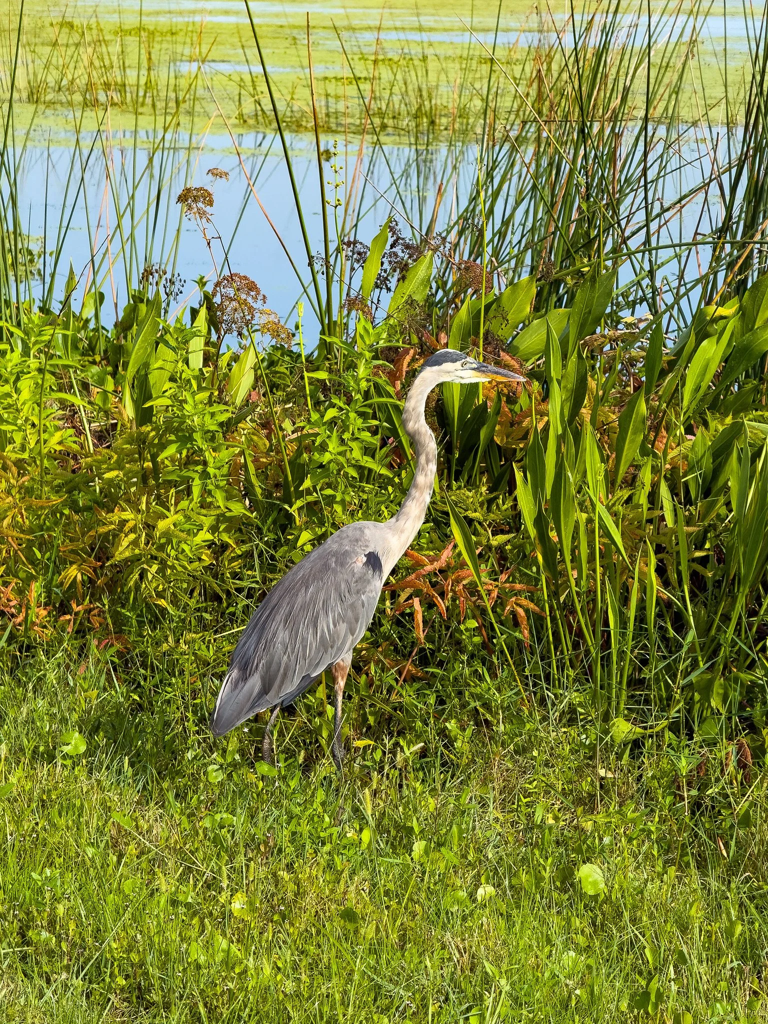 Great Blue Heron