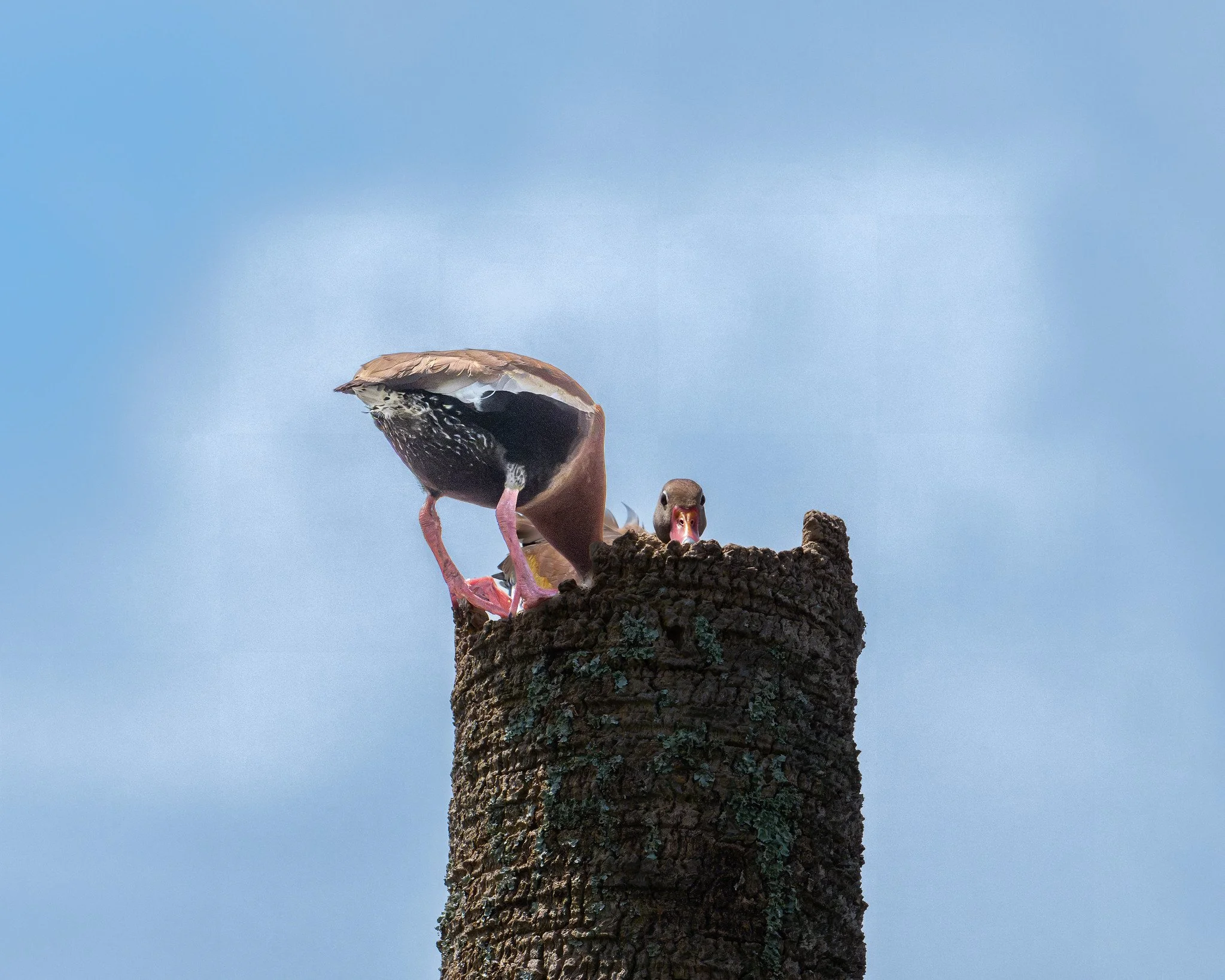 Black-bellied Whistling Duck