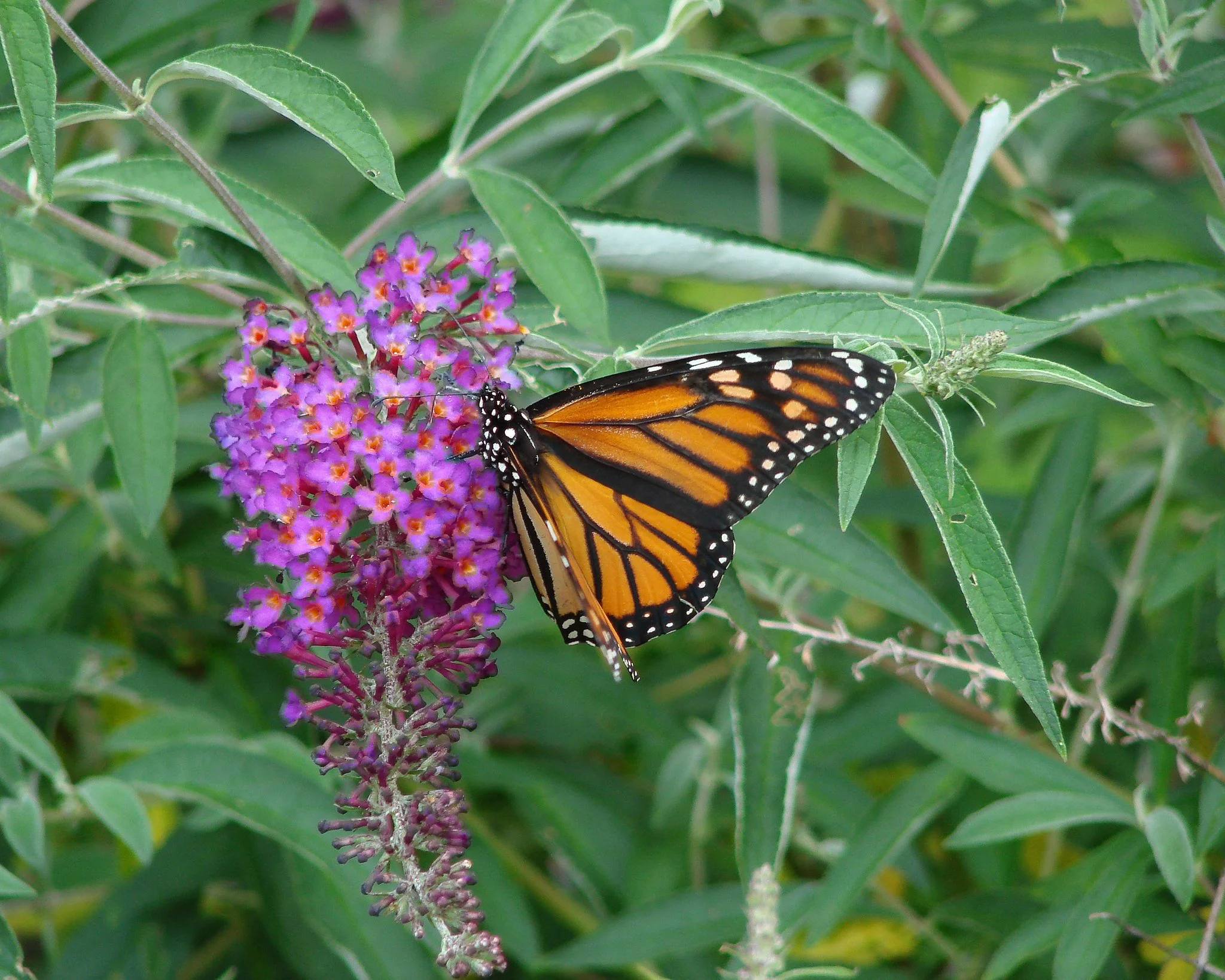 Female Monarch Butterfly