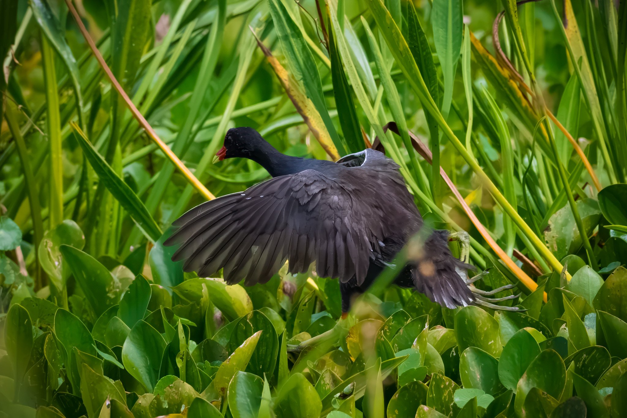 Common Gallinule