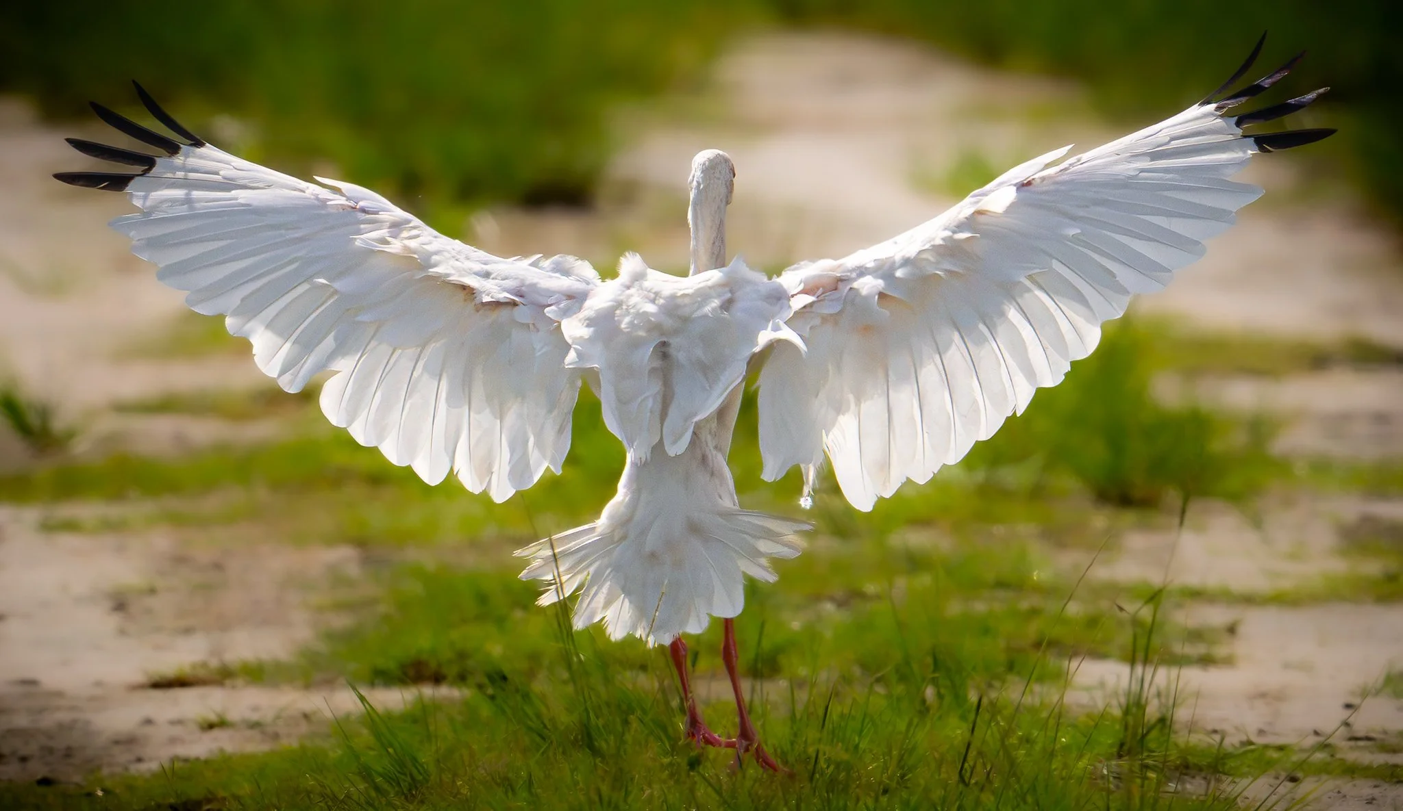 White Ibis