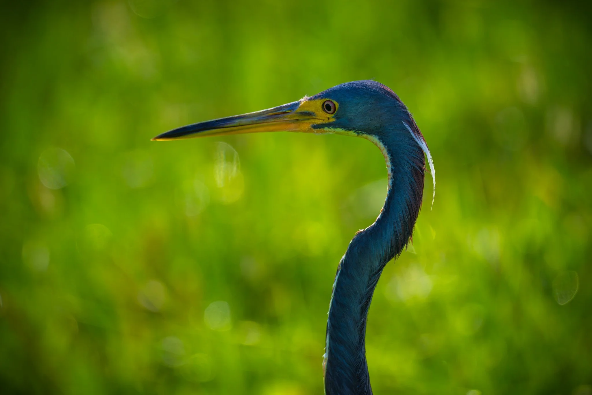Tricolored Heron
