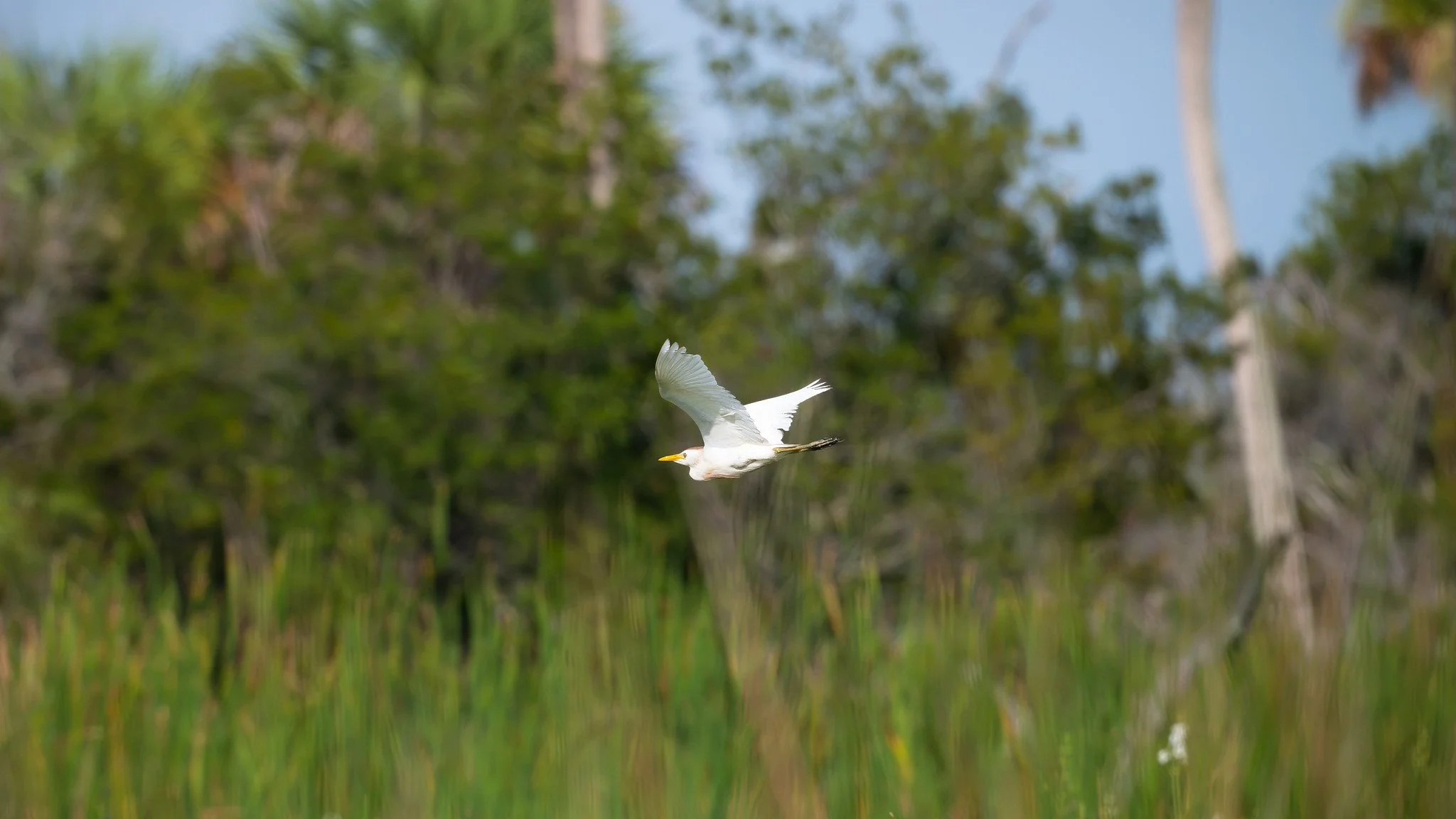 Western Cattle Egret