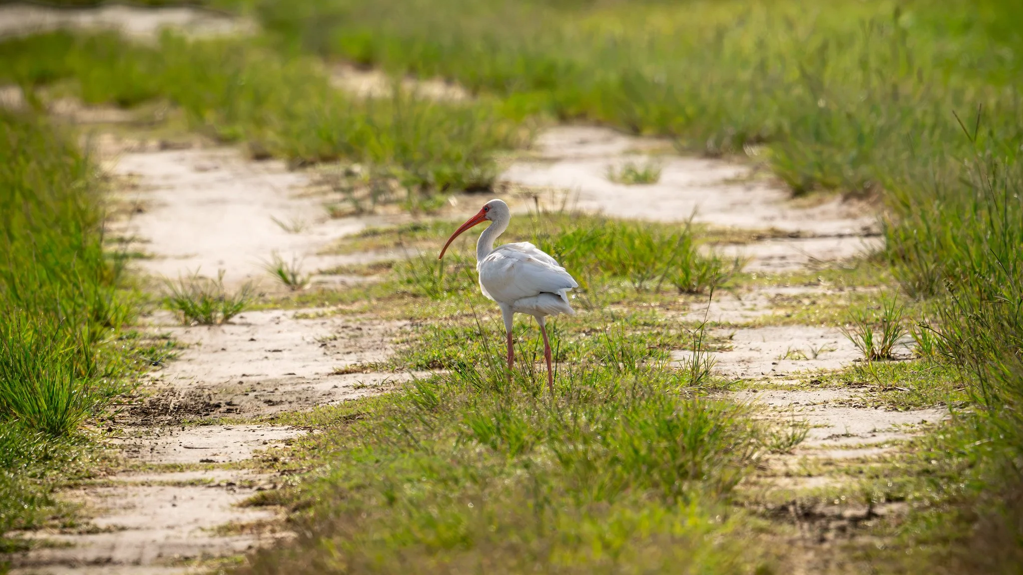 White Ibis