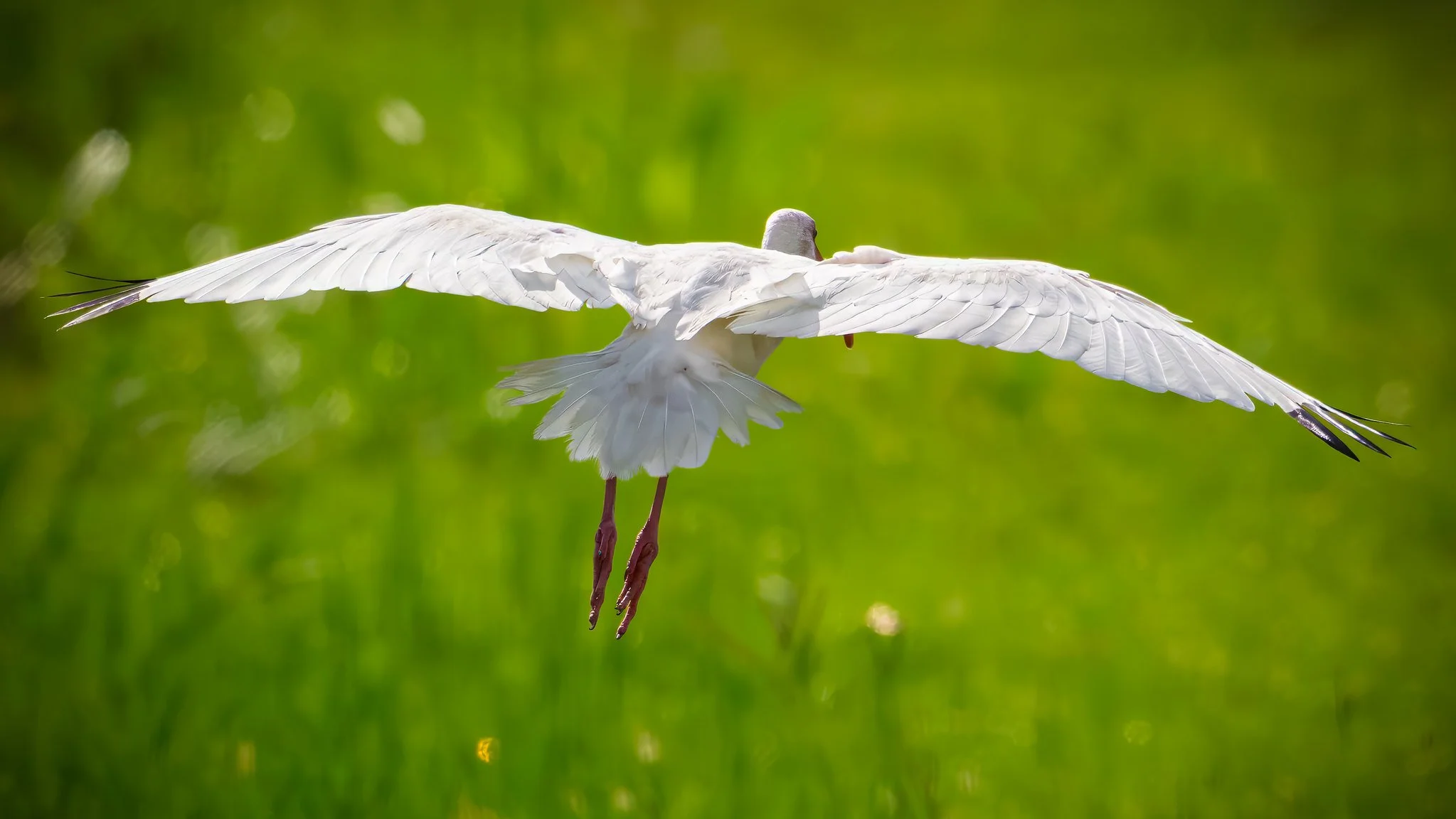 White Ibis