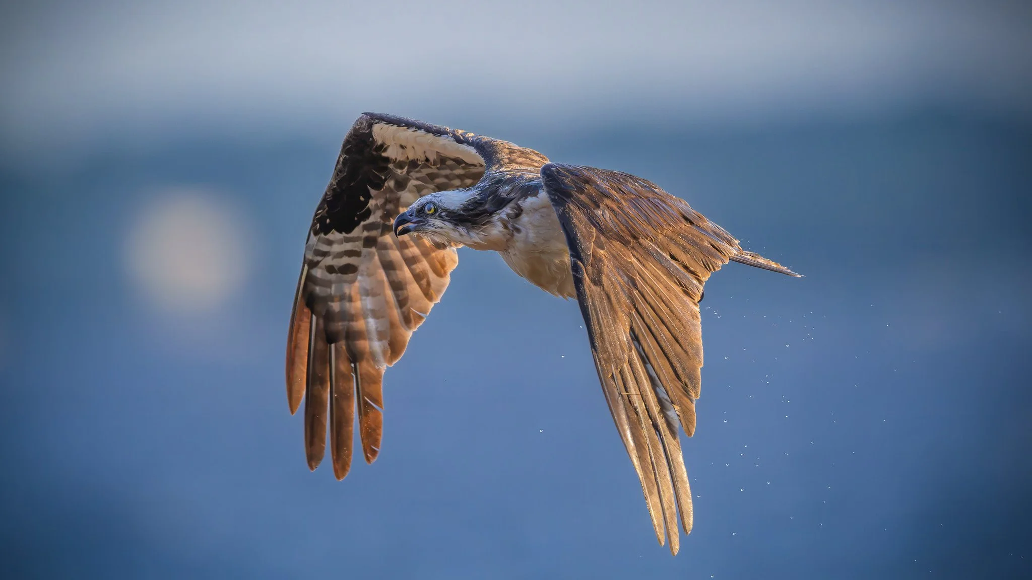 American Osprey