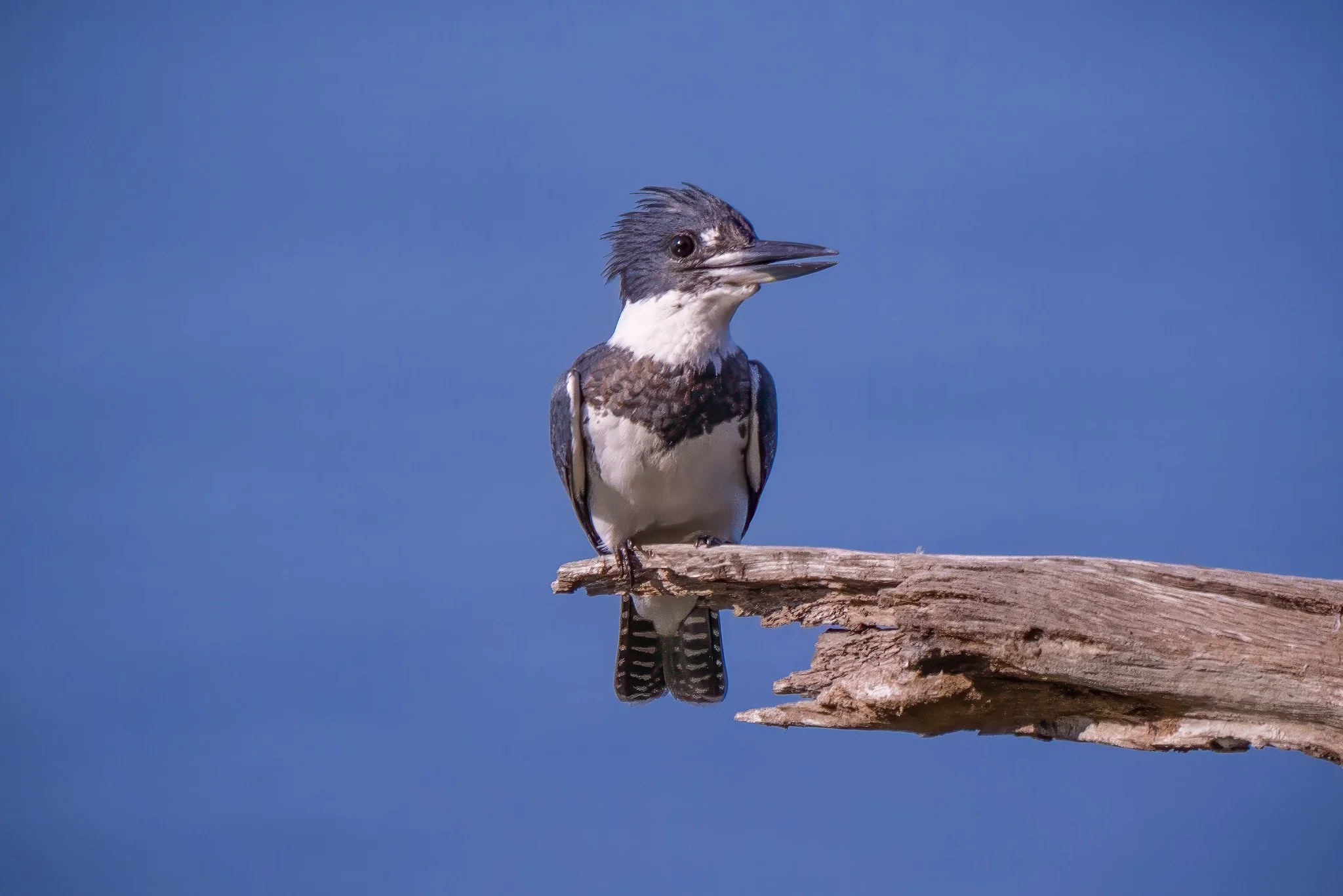 Belted Kingfisher