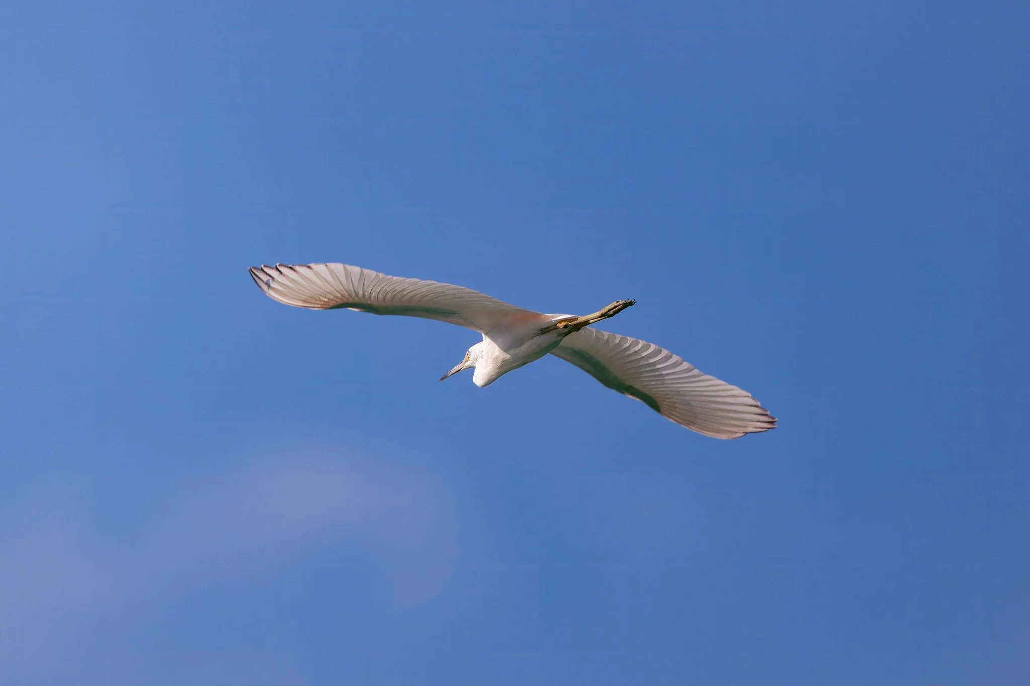 Little Blue Heron Juvenile