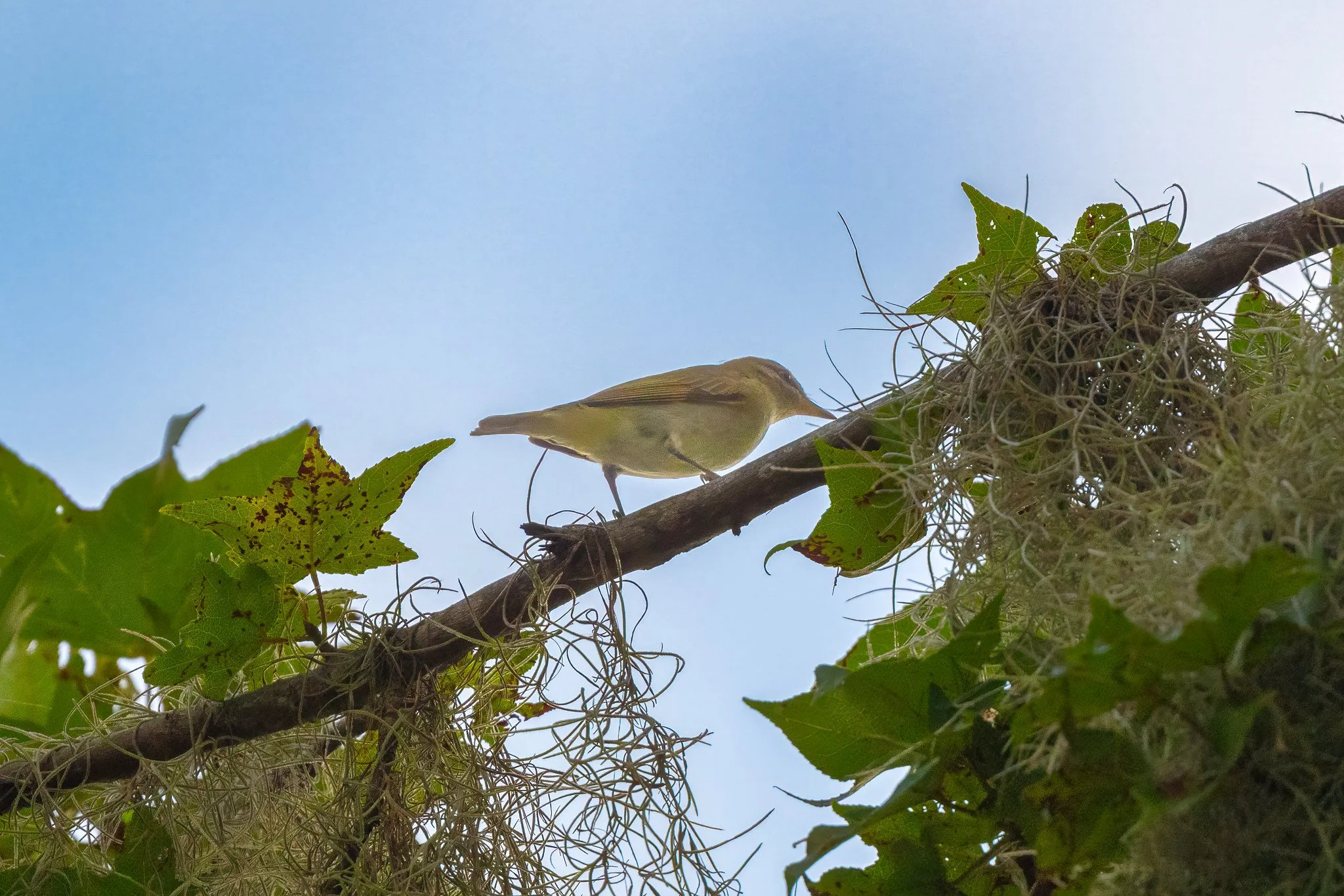 Red-eyed Vireo