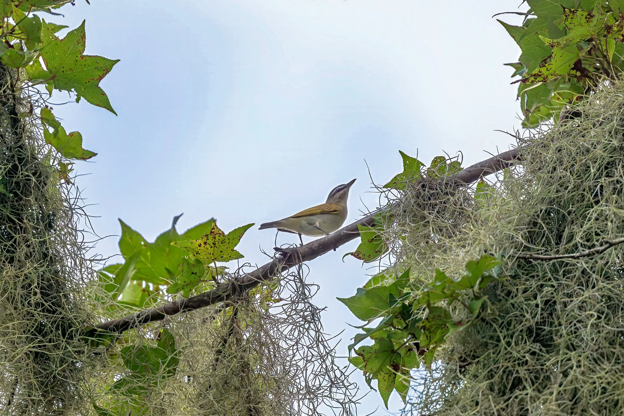 Red-eyed Vireo