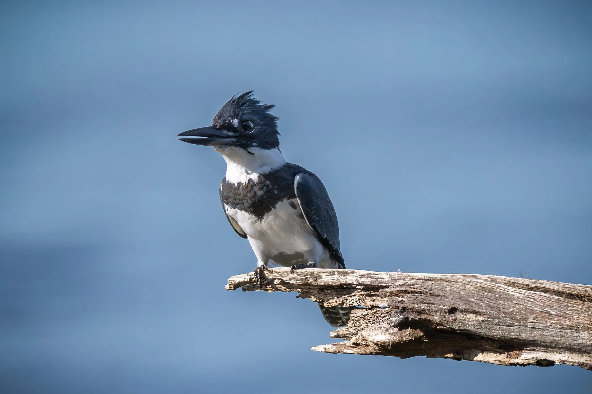Belted Kingfisher