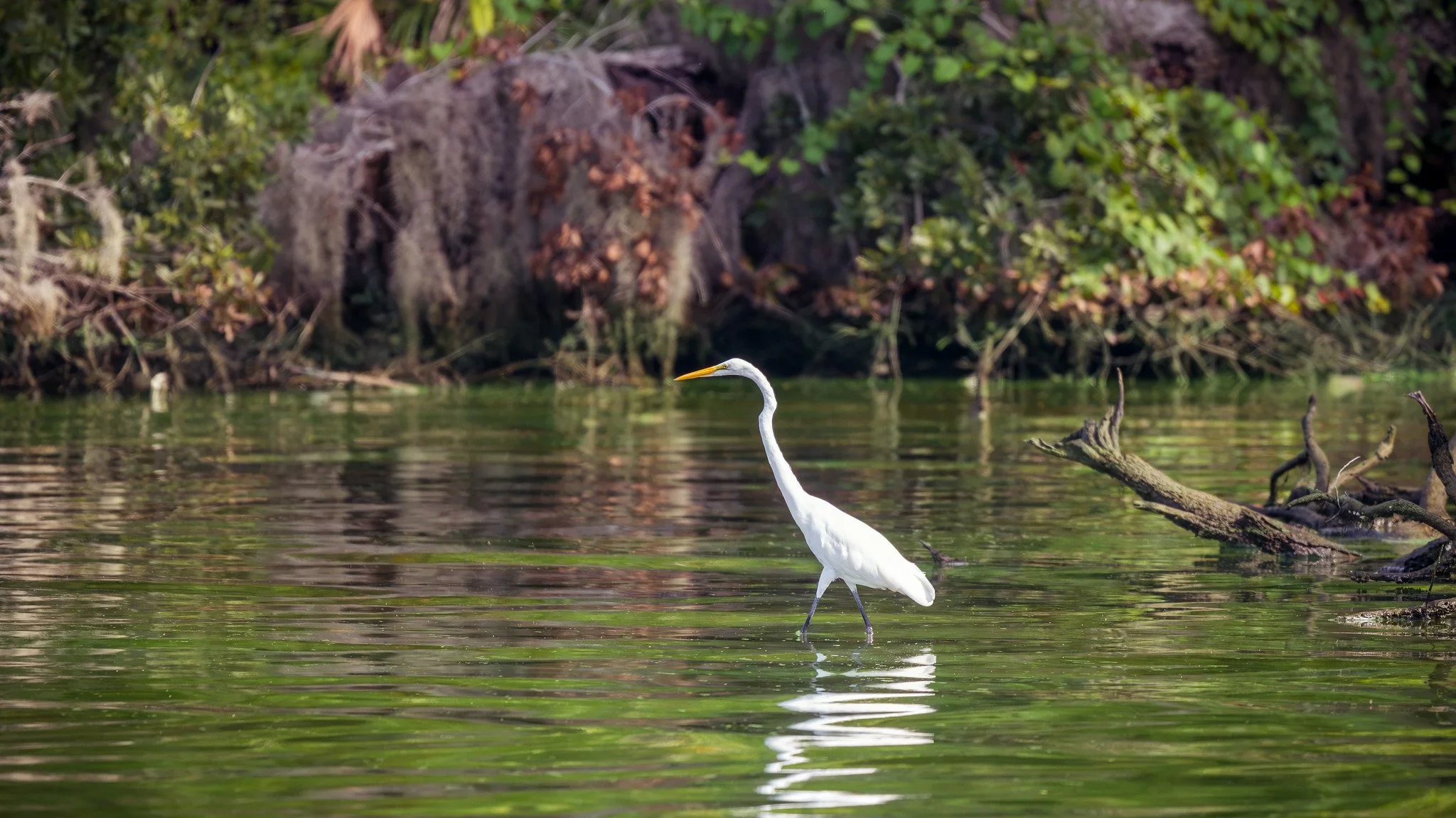 Great Egret