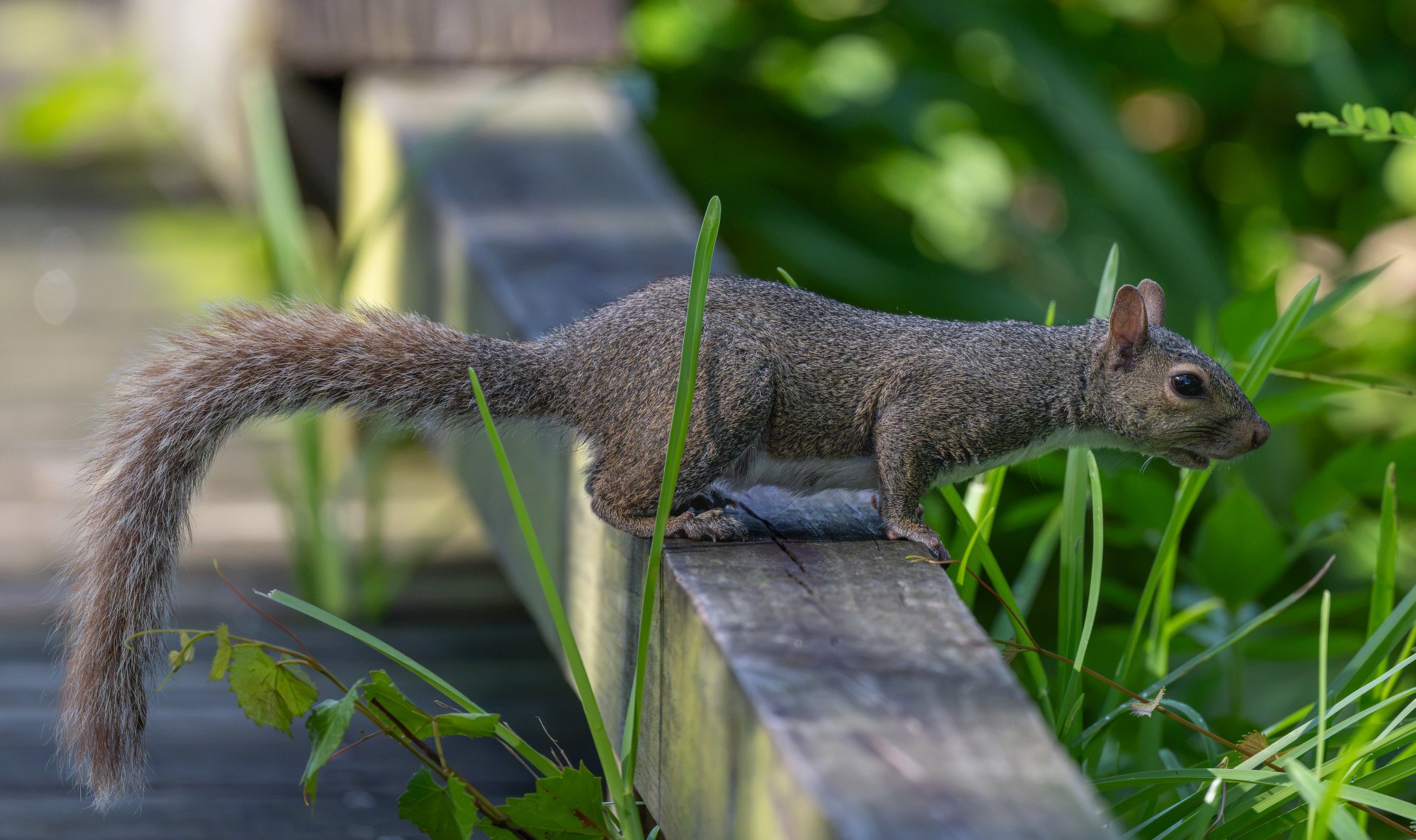 Eastern Gray Squirrel