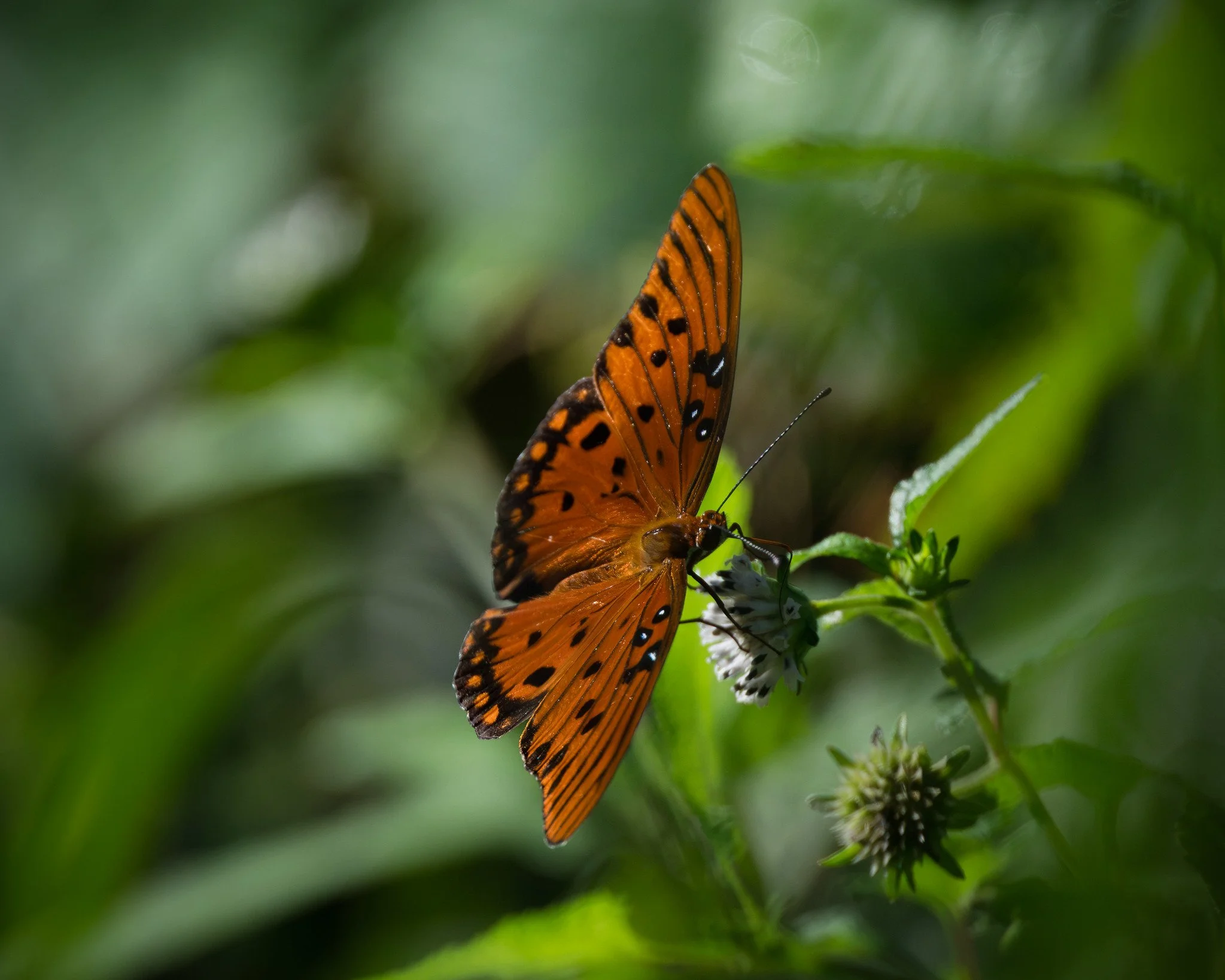 Gulf Fritillary