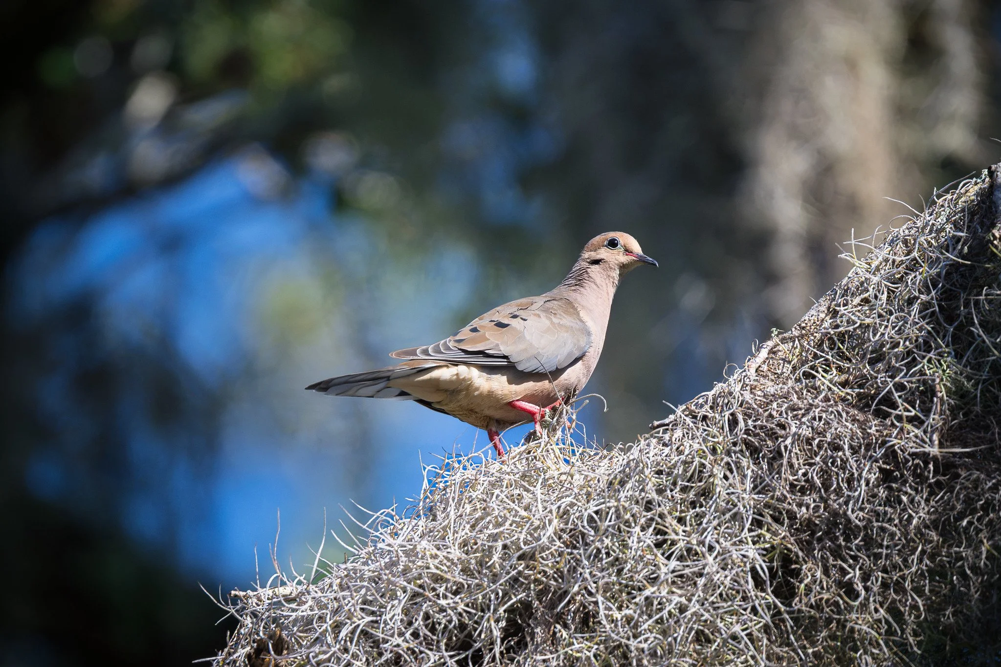 Mourning Dove